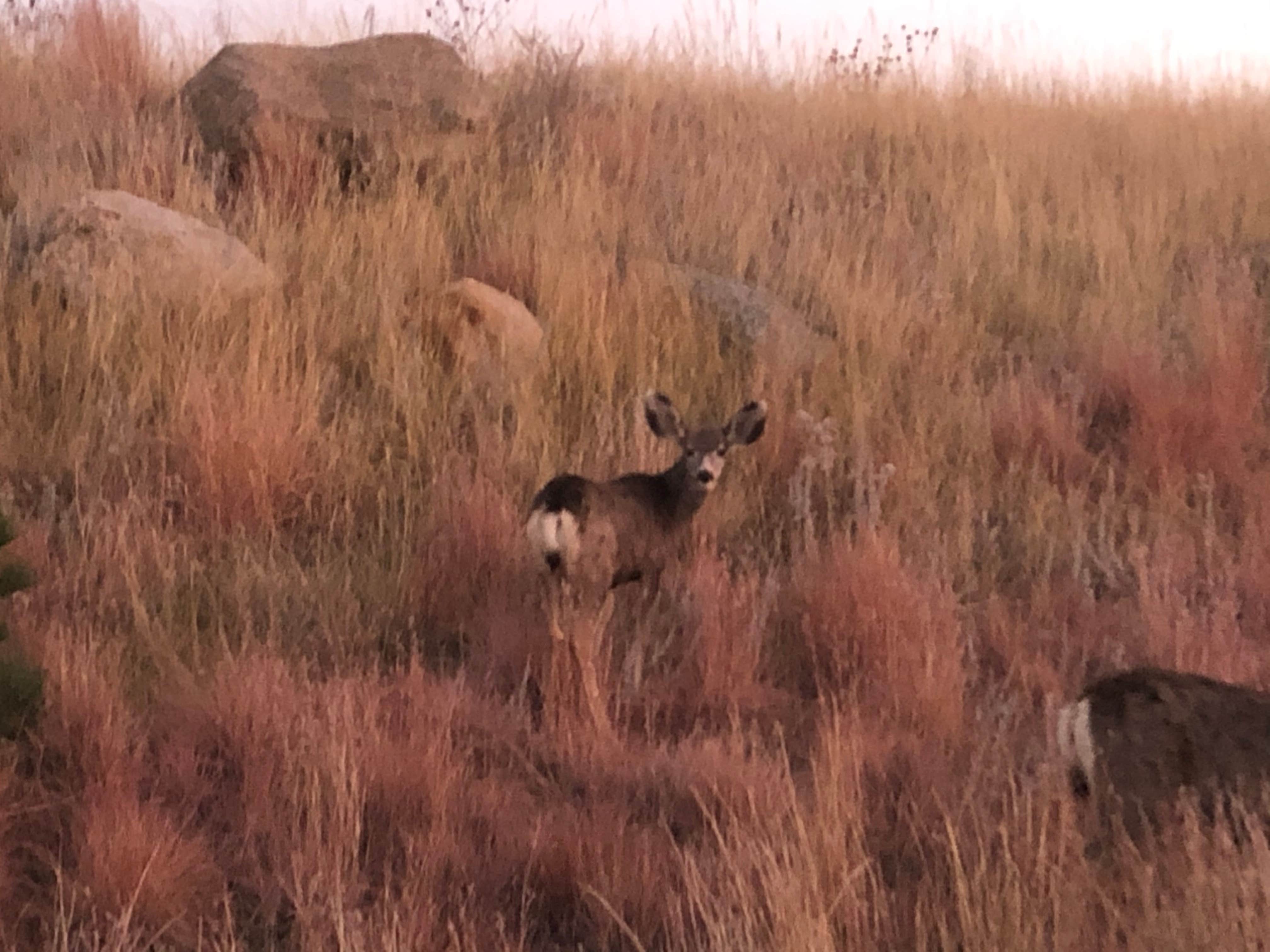 Just some deer