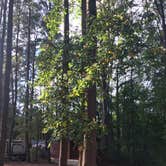 Review photo of Tall Pine Campground by Savannah F., October 16, 2019