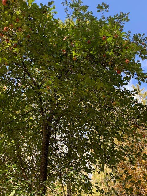 Camper-submitted photo at Cranberry Campground near Richwood, WV