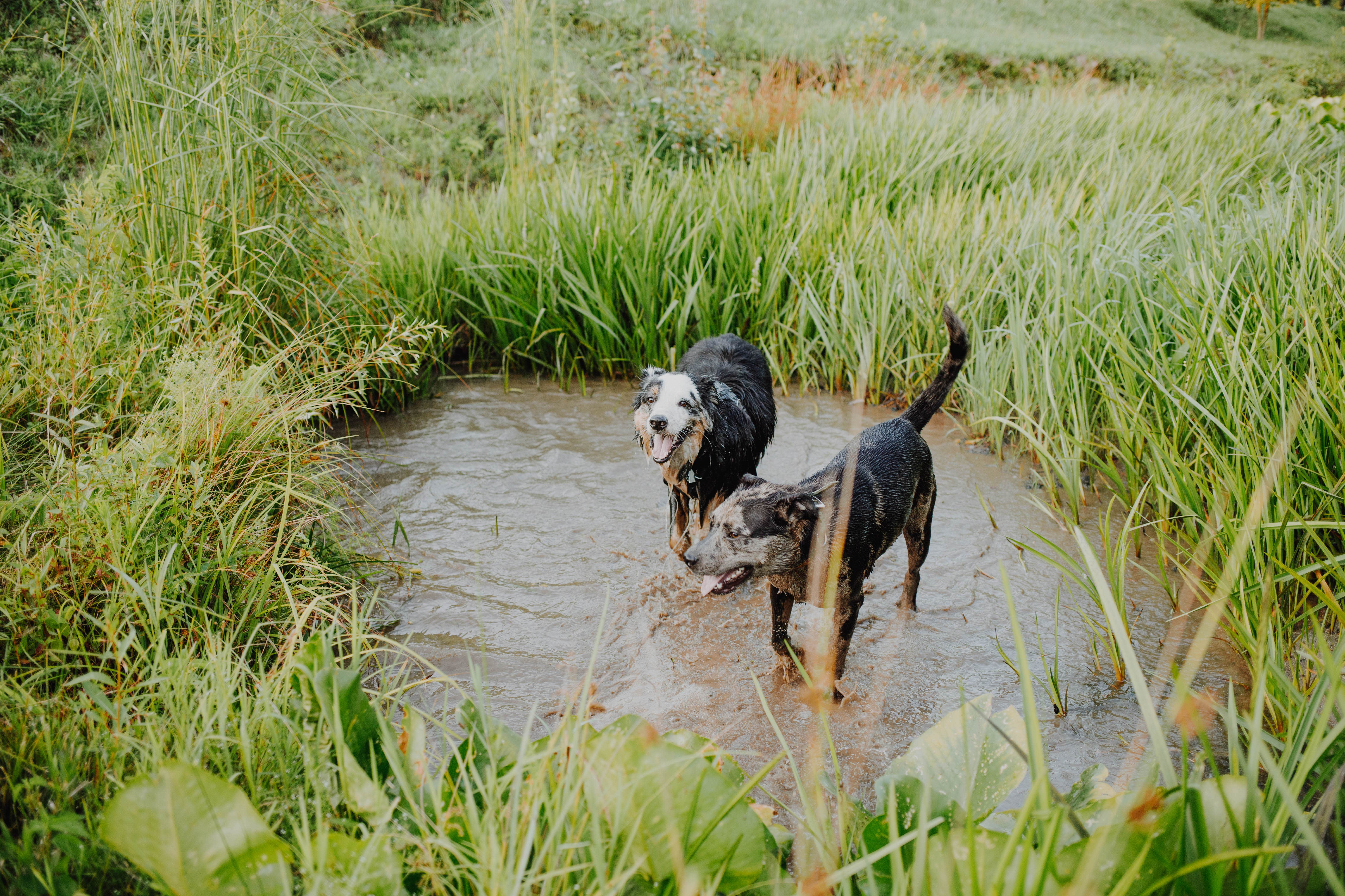 Sellers S.'s photo of camping with pets at Bent River Equestrian near Dana, NC