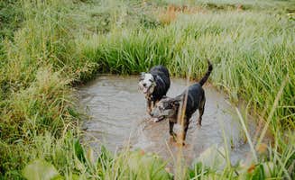 Sellers S.'s photo of camping with pets at Bent River Equestrian near Flat Rock, NC
