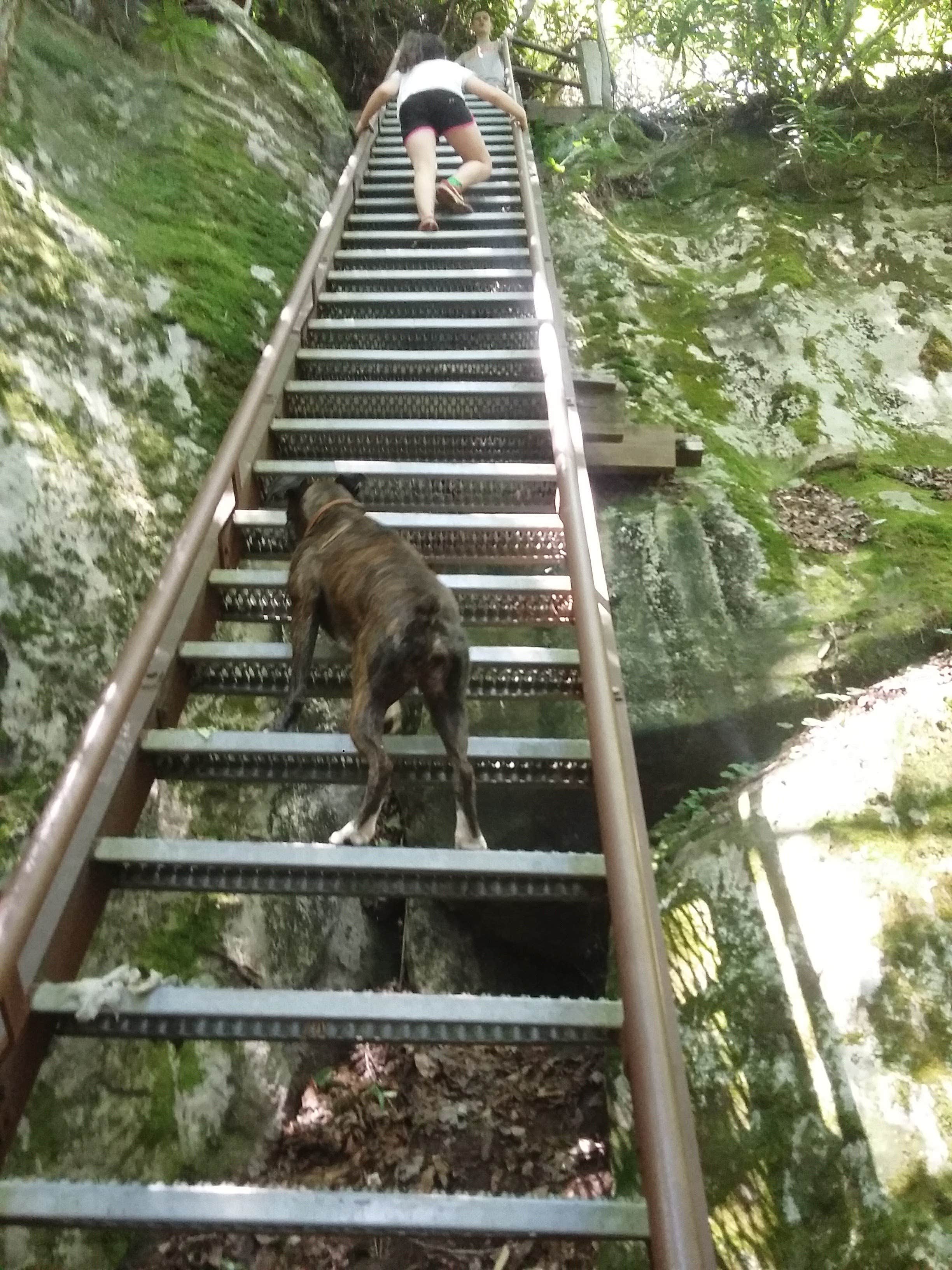Marsha K.'s photo of camping with pets at Bandy Creek Campground — Big South Fork National River and Recreation Area near Robbins, TN