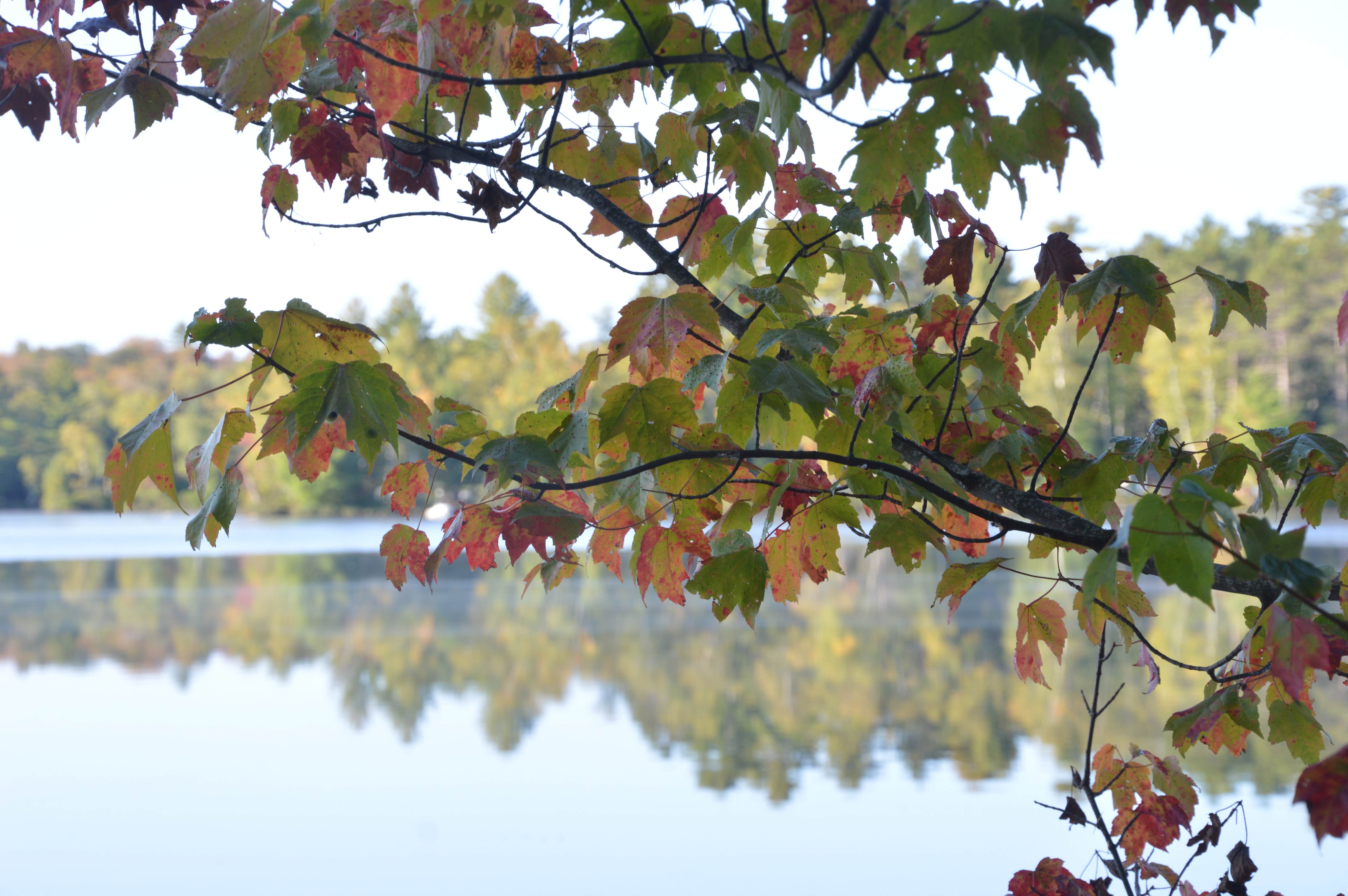 Early fall color