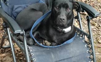Jeff S.'s photo of camping with pets at Appalachian Campground near Sautee Nacoochee, GA