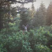 Review photo of Shadow Mountain Dispersed Camping by Dave E., August 16, 2017