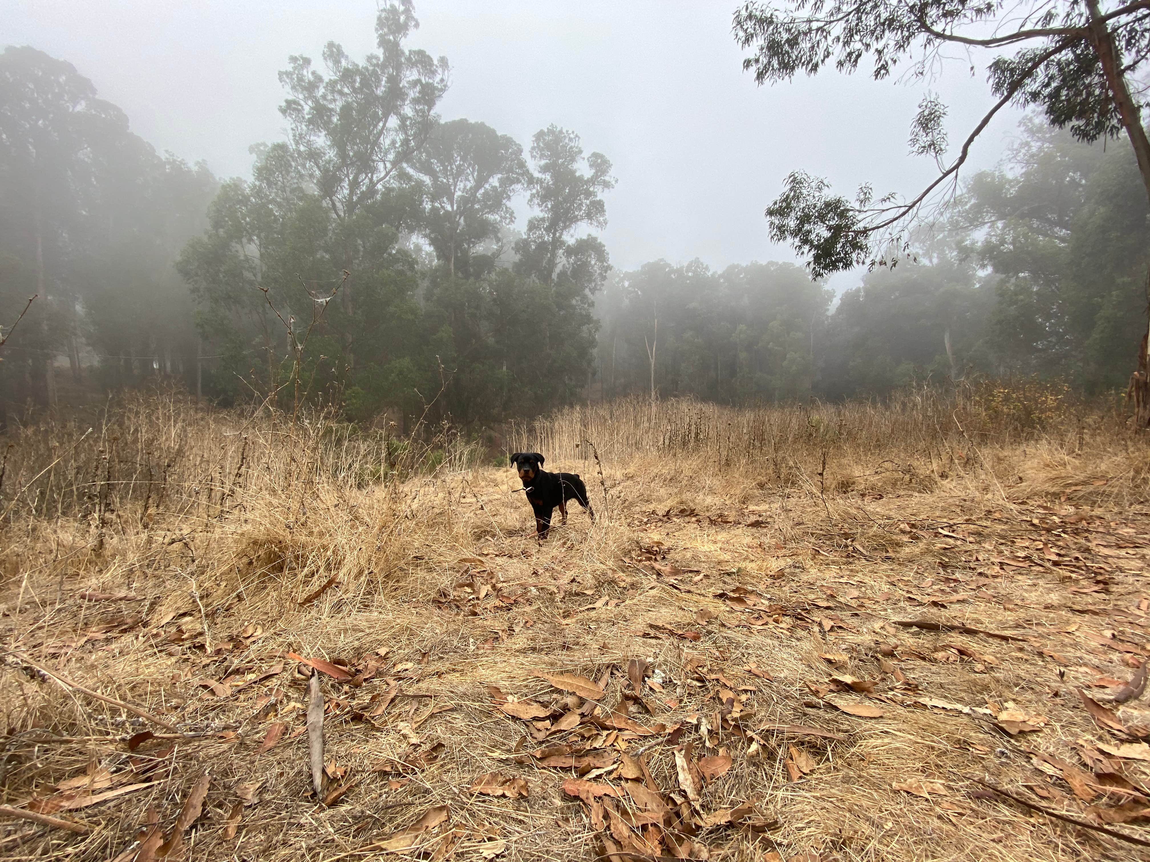 Bree J.'s photo of camping with pets at Anthony Chabot Regional Park near Golden Gate National Recreation Area