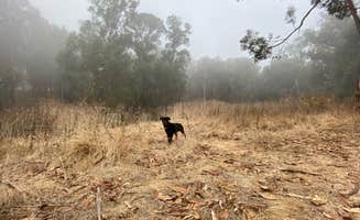 Bree J.'s photo of camping with pets at Anthony Chabot Regional Park near Brentwood, CA