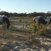 Review photo of Assateague State Park Campground by Ed P., October 17, 2019