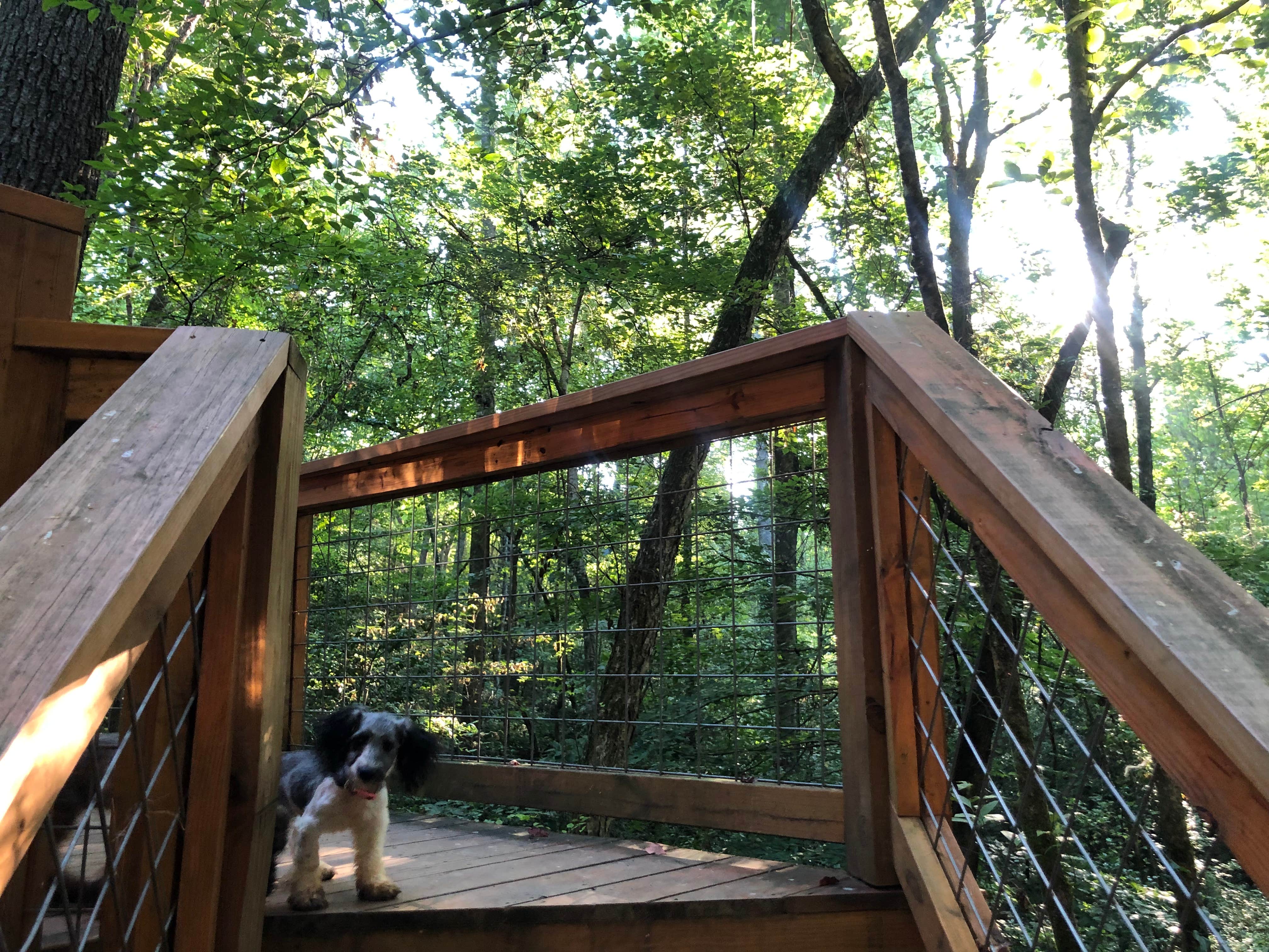 Karina J.'s photo of camping with pets at Nacoochee Adventures near Helen, GA