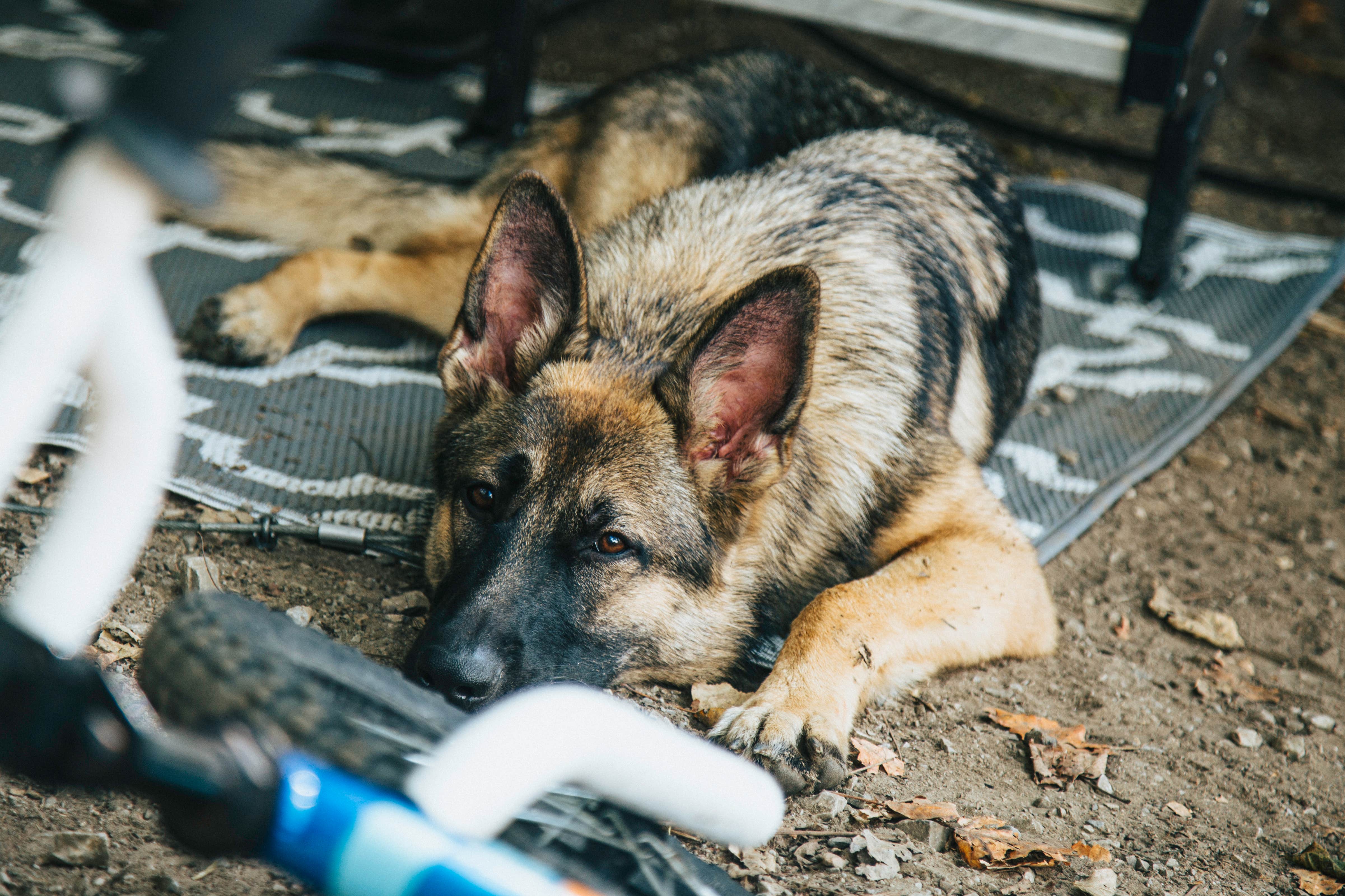 Camper-submitted photo at Philadelphia-West Chester KOA near Hockessin, DE
