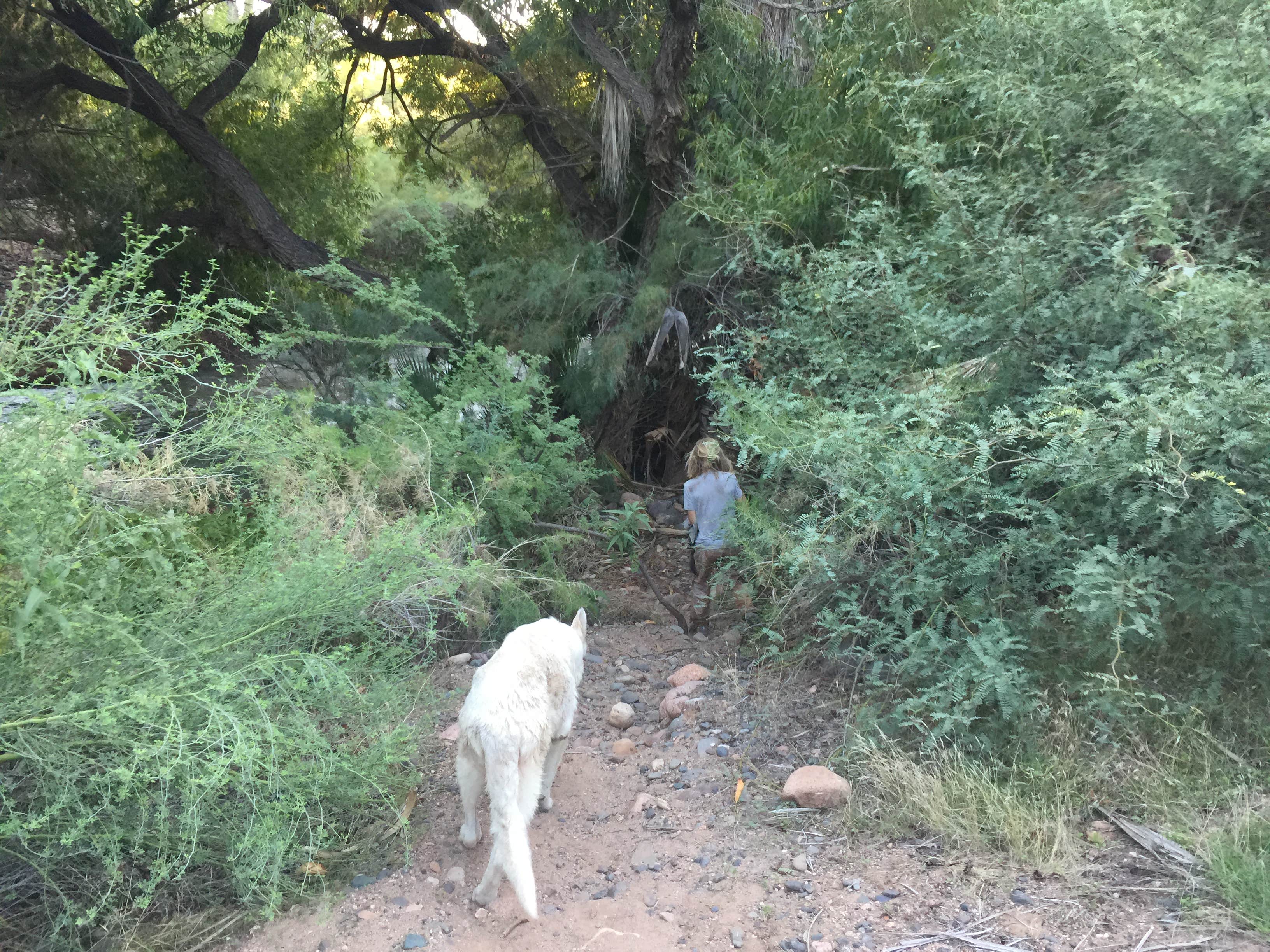 Camper-submitted photo at Tonto National Forest Riverside Campground near Carefree, AZ