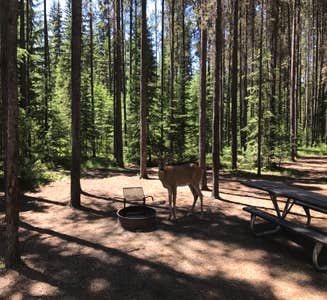 Camper-submitted photo from Bowman Lake Campground — Glacier National Park