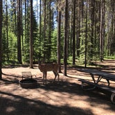 Review photo of Bowman Lake Campground — Glacier National Park by Dave E., August 16, 2017