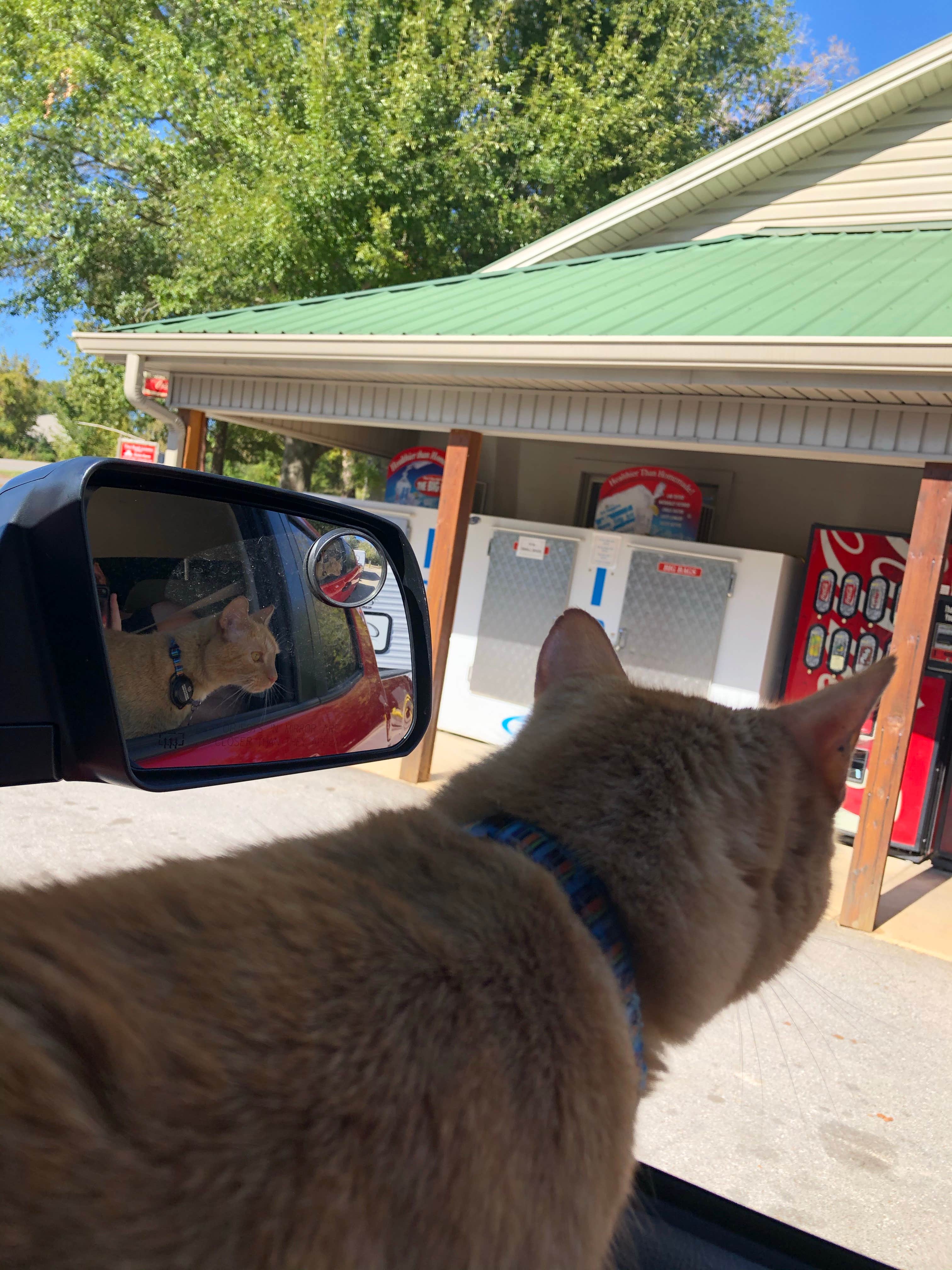 Stæven F.'s photo of camping with pets at Hurricane Creek near Cerulean, KY