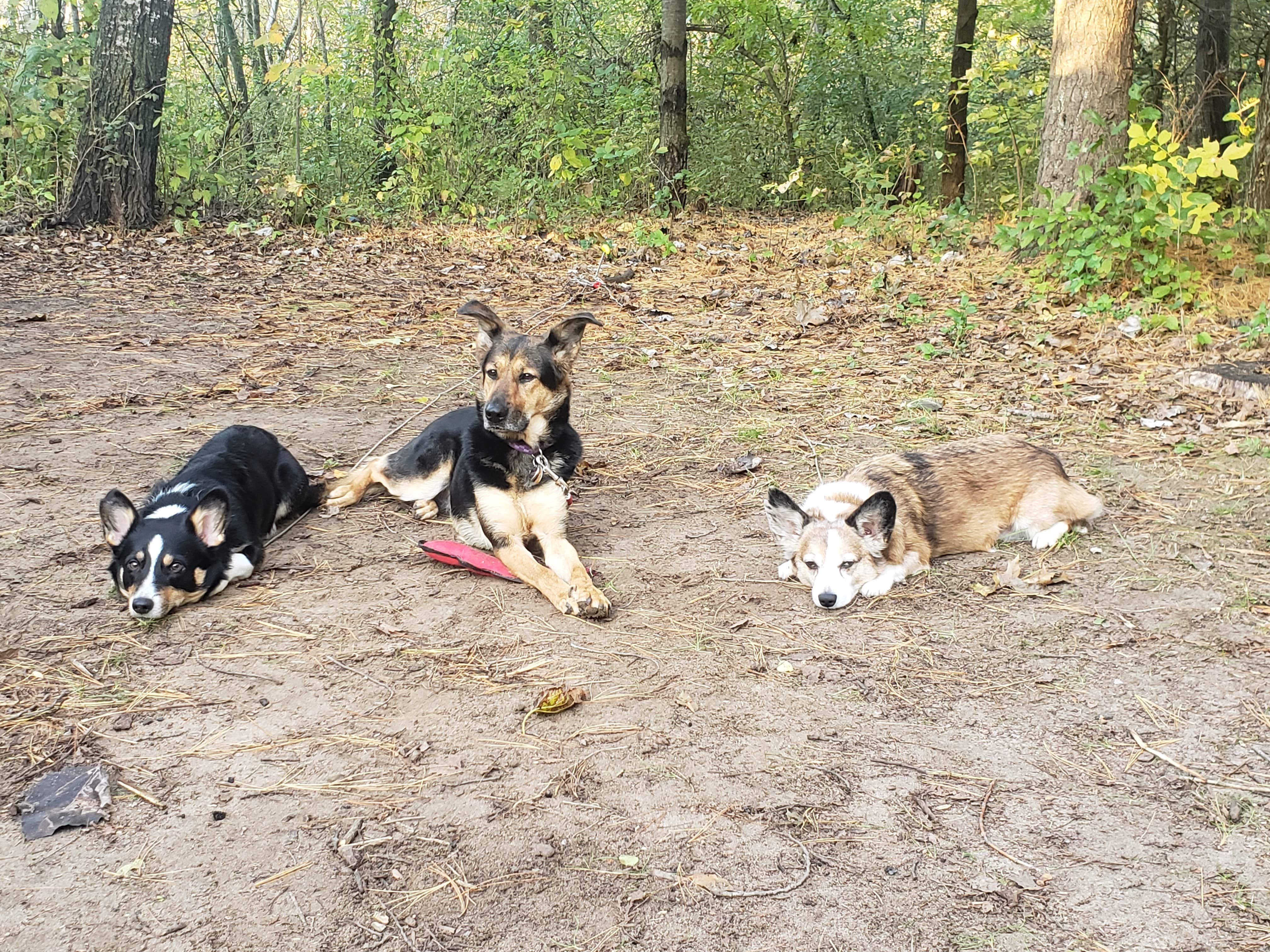 Kathryn H.'s photo of camping with pets at Perrot State Park Campground near La Crosse, WI