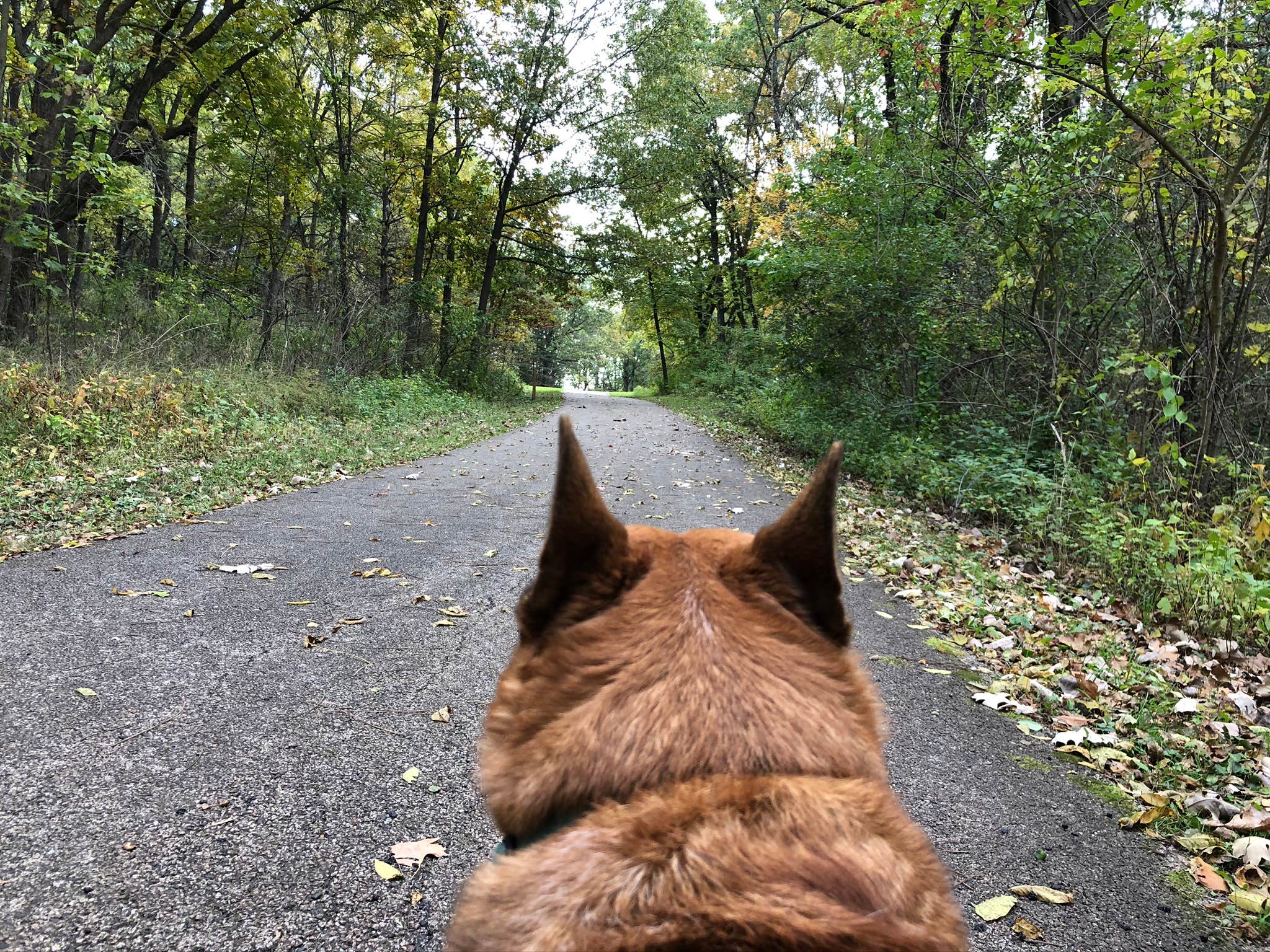 Art S.'s photo of camping with pets at Paul Wolff Campground near Willowbrook, IL