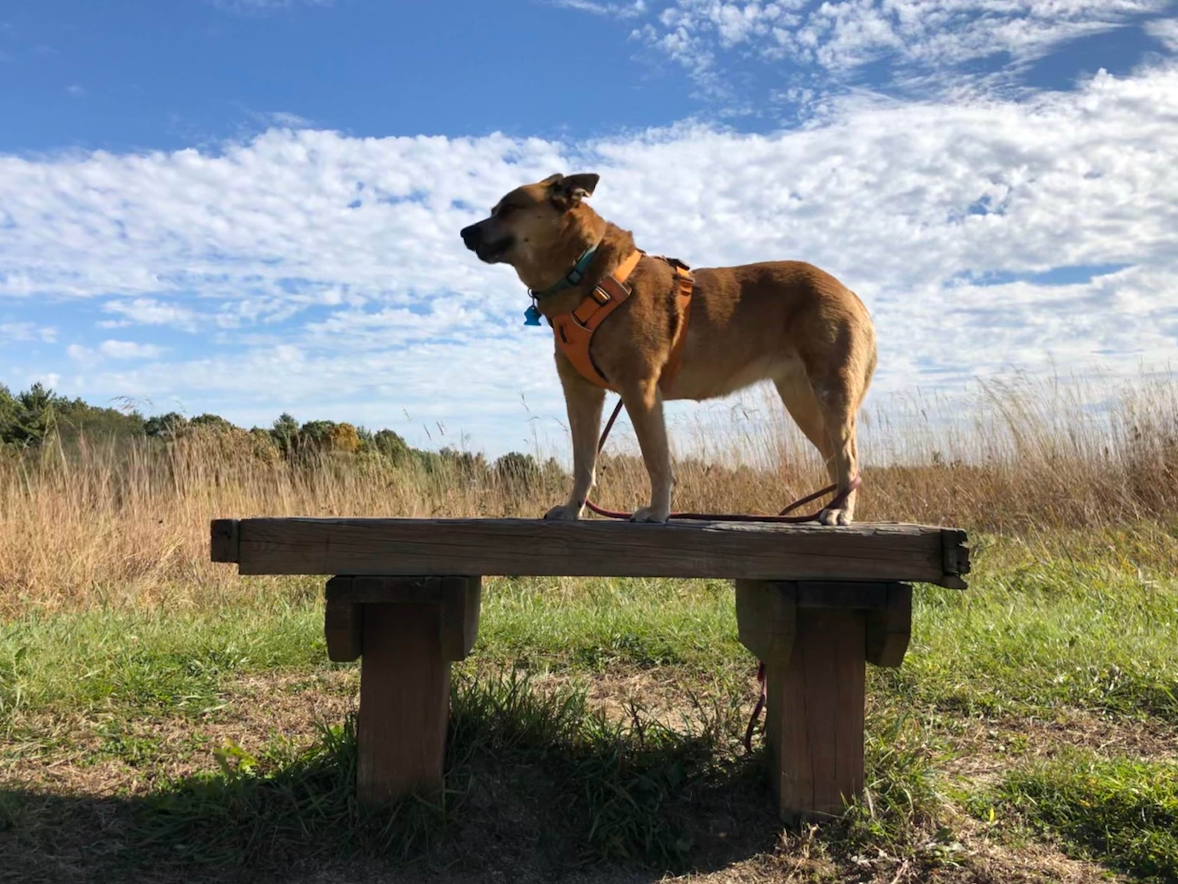 Benches can be found on some trails