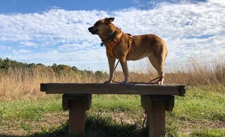Art S.'s photo of camping with pets at Paul Wolff Campground near Sycamore, IL