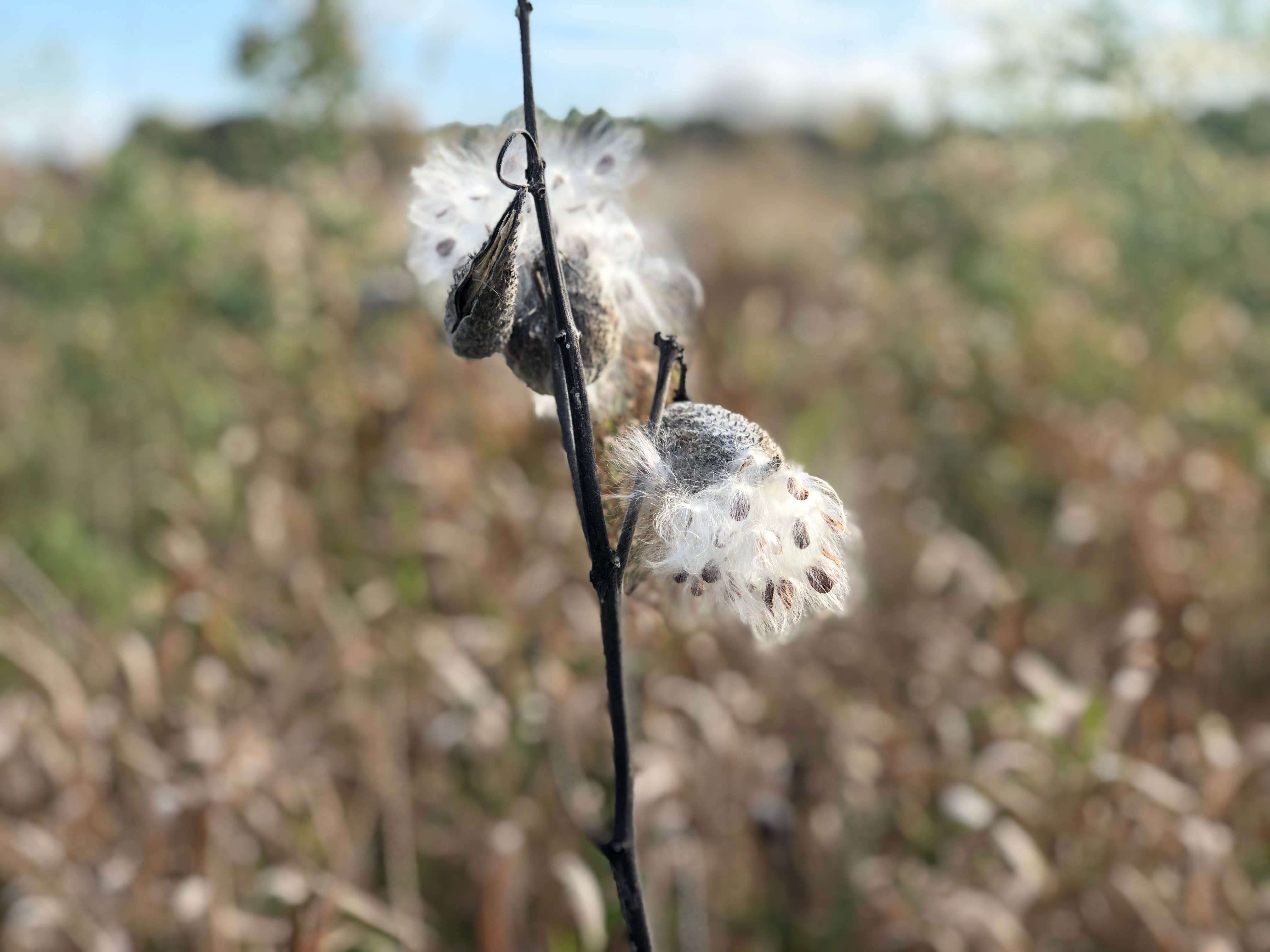 Camper-submitted photo at Paul Wolff Campground near Chicago, IL