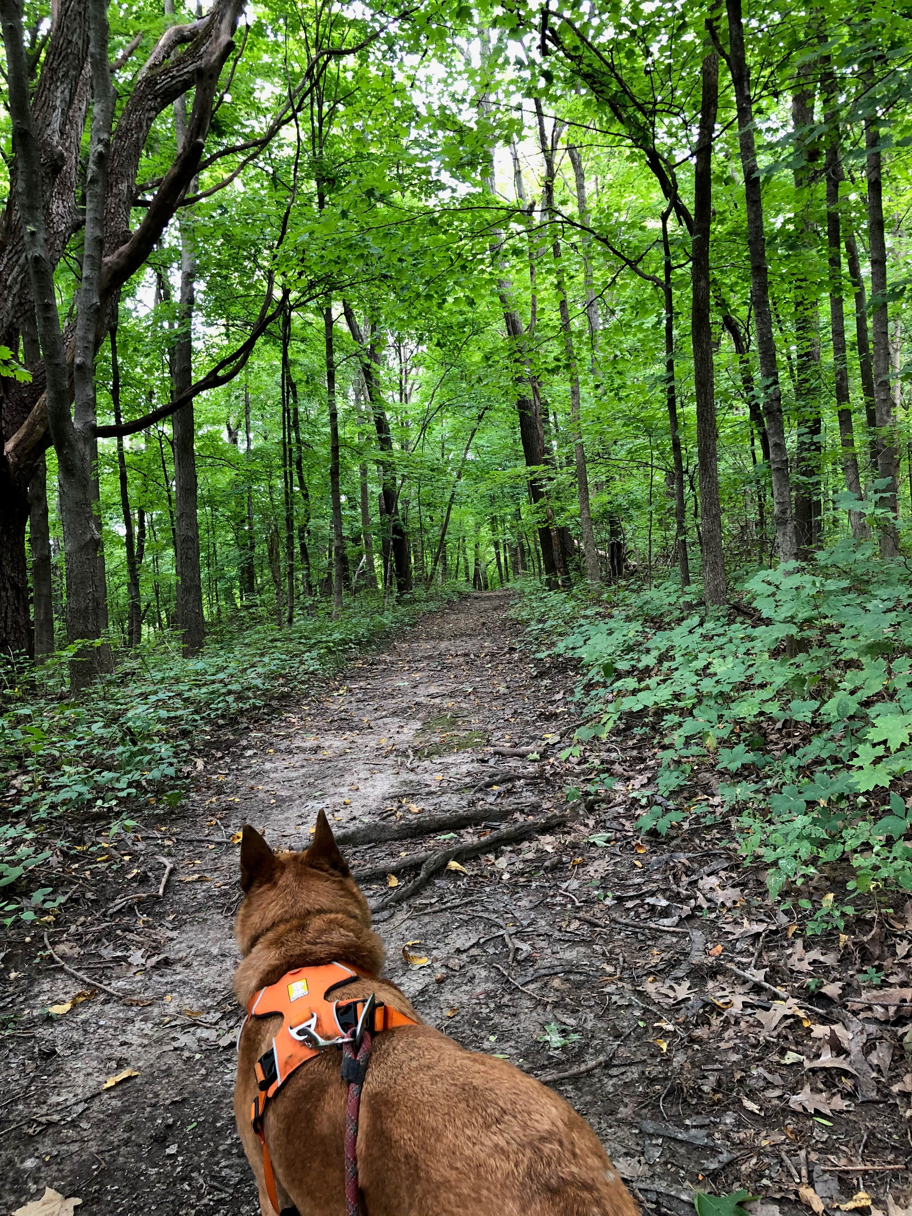 Art S.'s photo of camping with pets at Riverview Campground - Loud Thunder Forest Preserve near Fruitland, IA