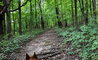 Art S.'s photo of camping with pets at Riverview Campground - Loud Thunder Forest Preserve near Wheatland, IA