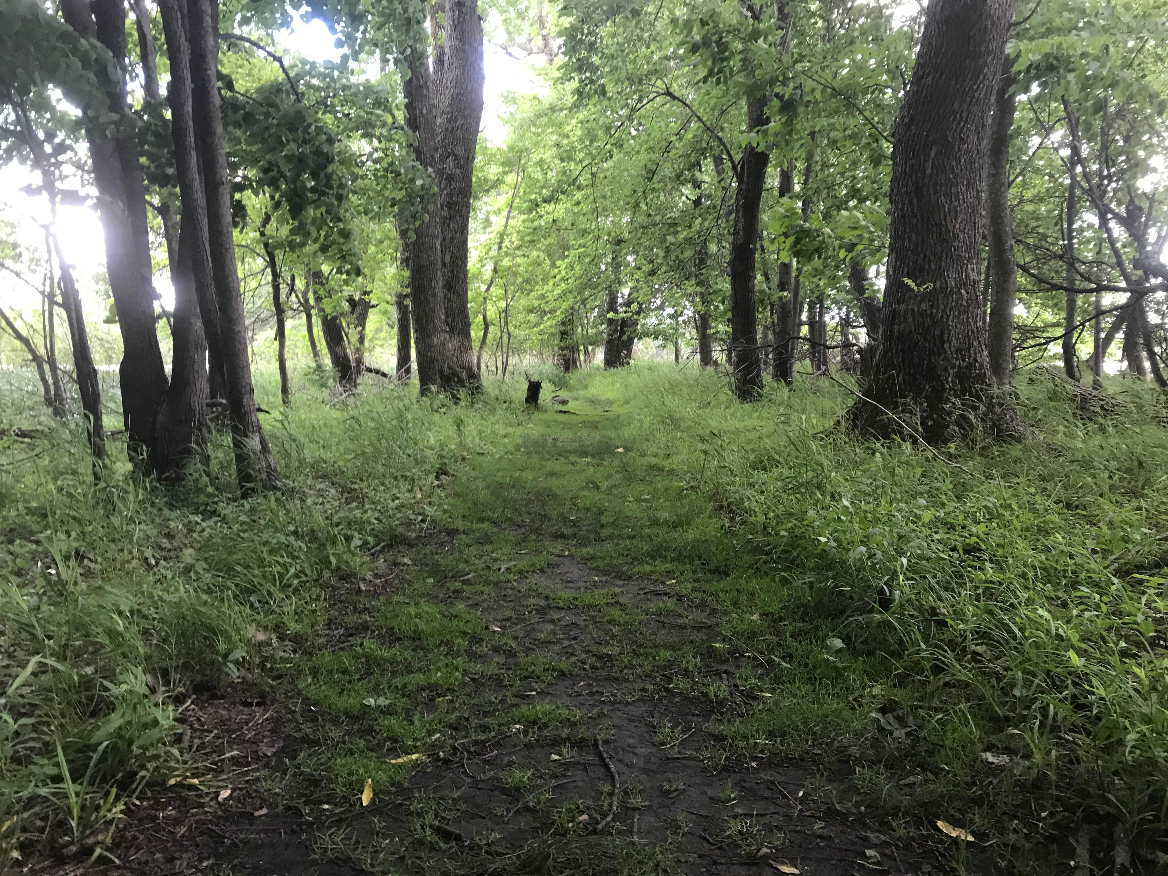 Camper submitted image from White Fox — Myre-Big Island State Park - 2