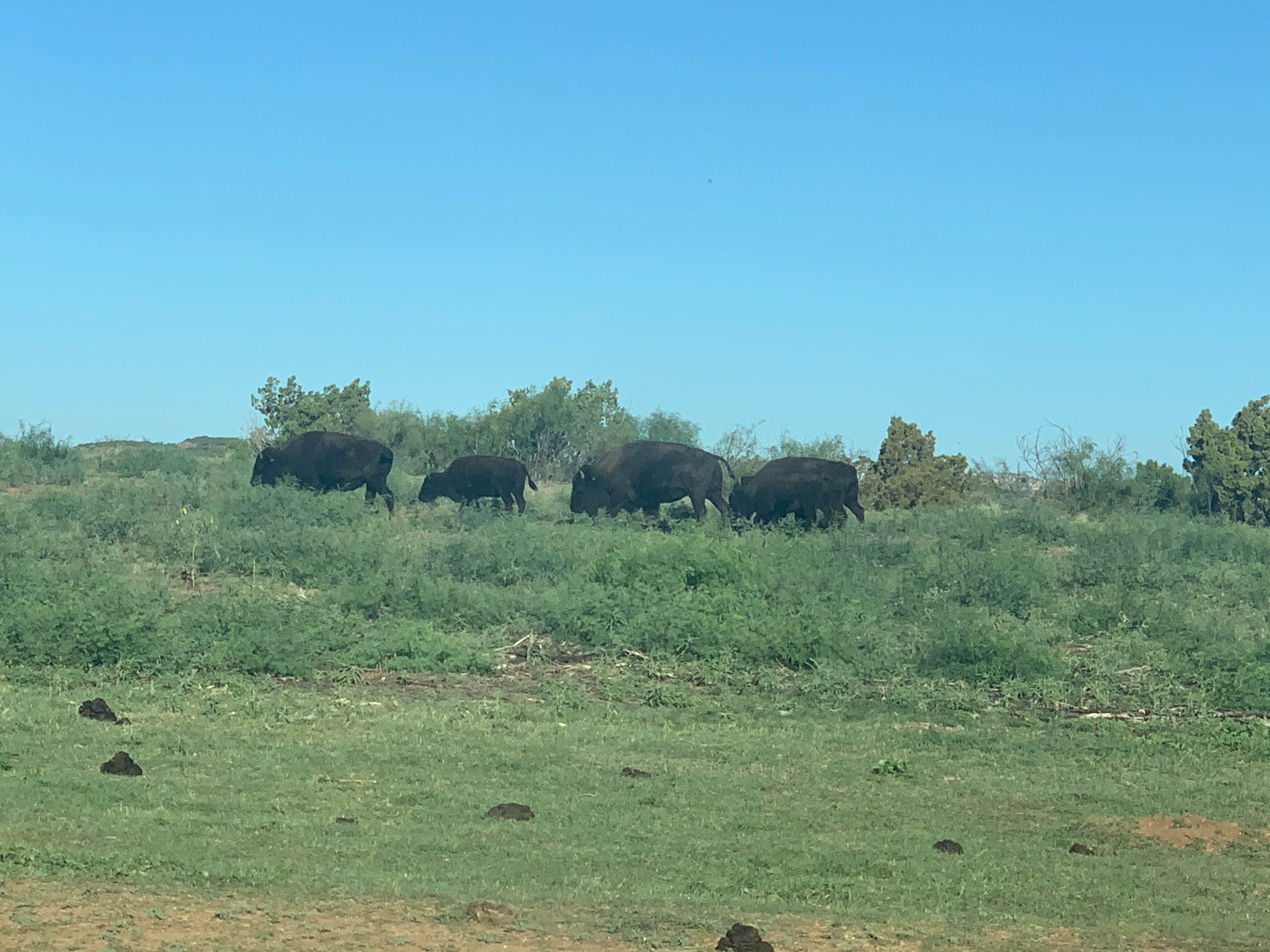 Animals