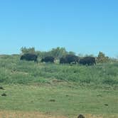 Review photo of Honey Flat Camping Area — Caprock Canyons State Park by Steve & Ashley  G., October 21, 2019