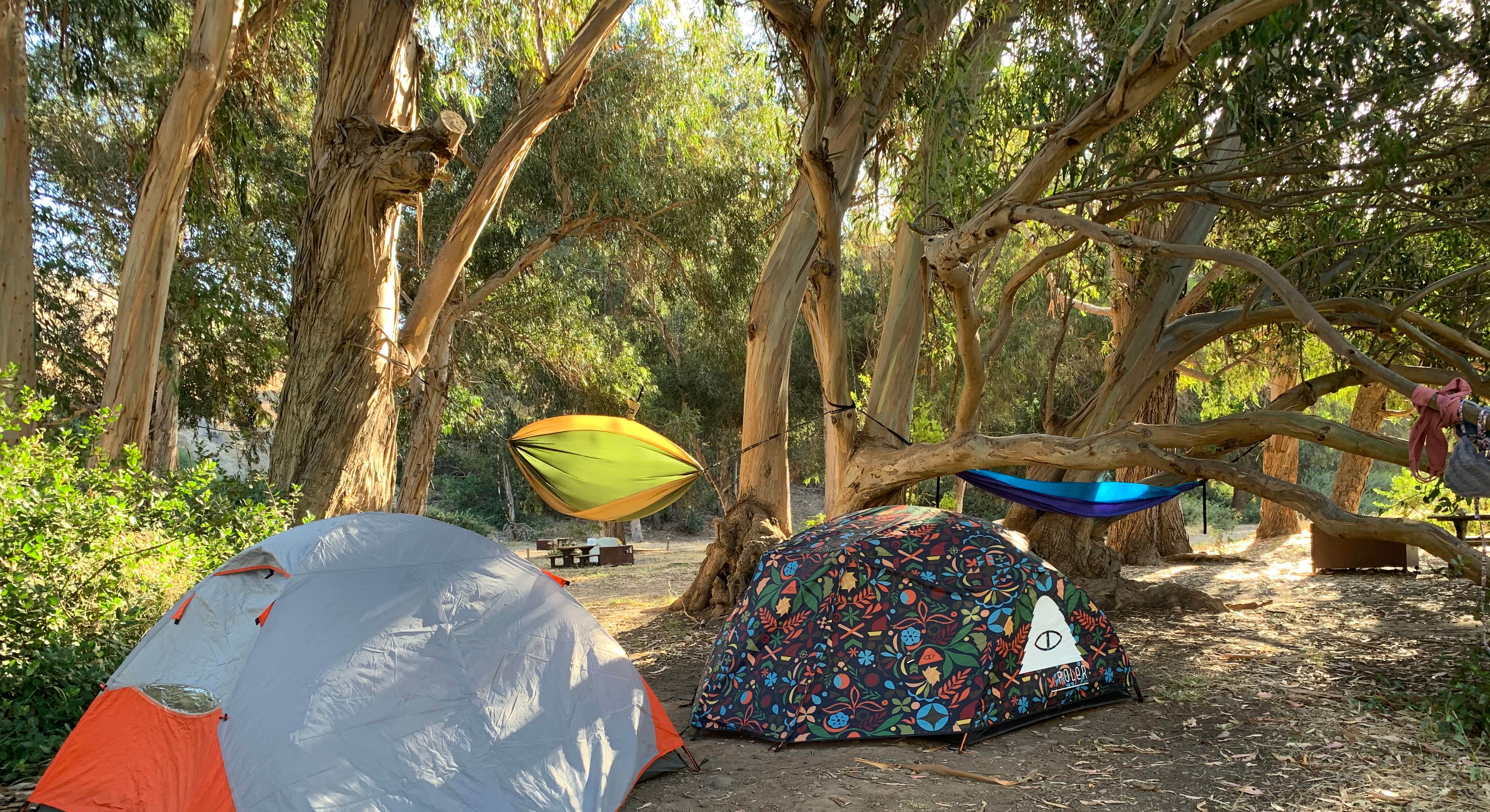 Tent Camping Under Trees at Santa Cruz Island Scorpion Canyon Campground in Channel Islands National Park
