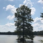 Review photo of Trap Pond State Park Campground by Lucia B., October 21, 2019