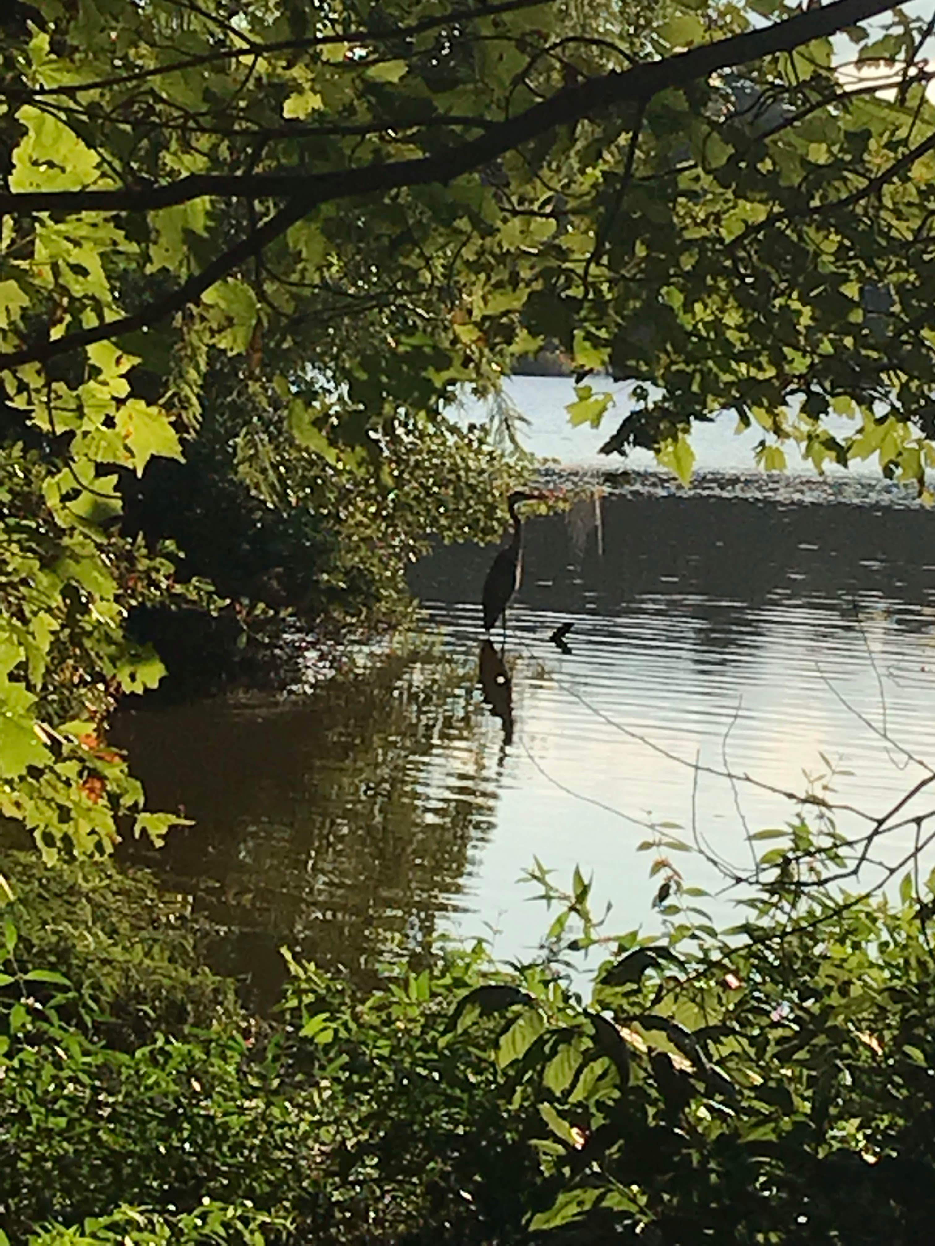 Camper-submitted photo at Trap Pond State Park Campground near Trappe, MD