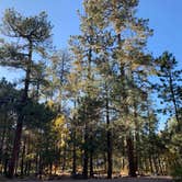 Review photo of Aspen Campground by Emily Z., October 21, 2019