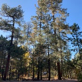 Review photo of Aspen Campground at Woods Canyon by Emily Z., October 21, 2019