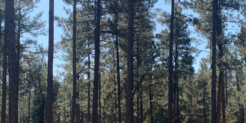 Camper submitted image from Control Road - Dispersed Camping