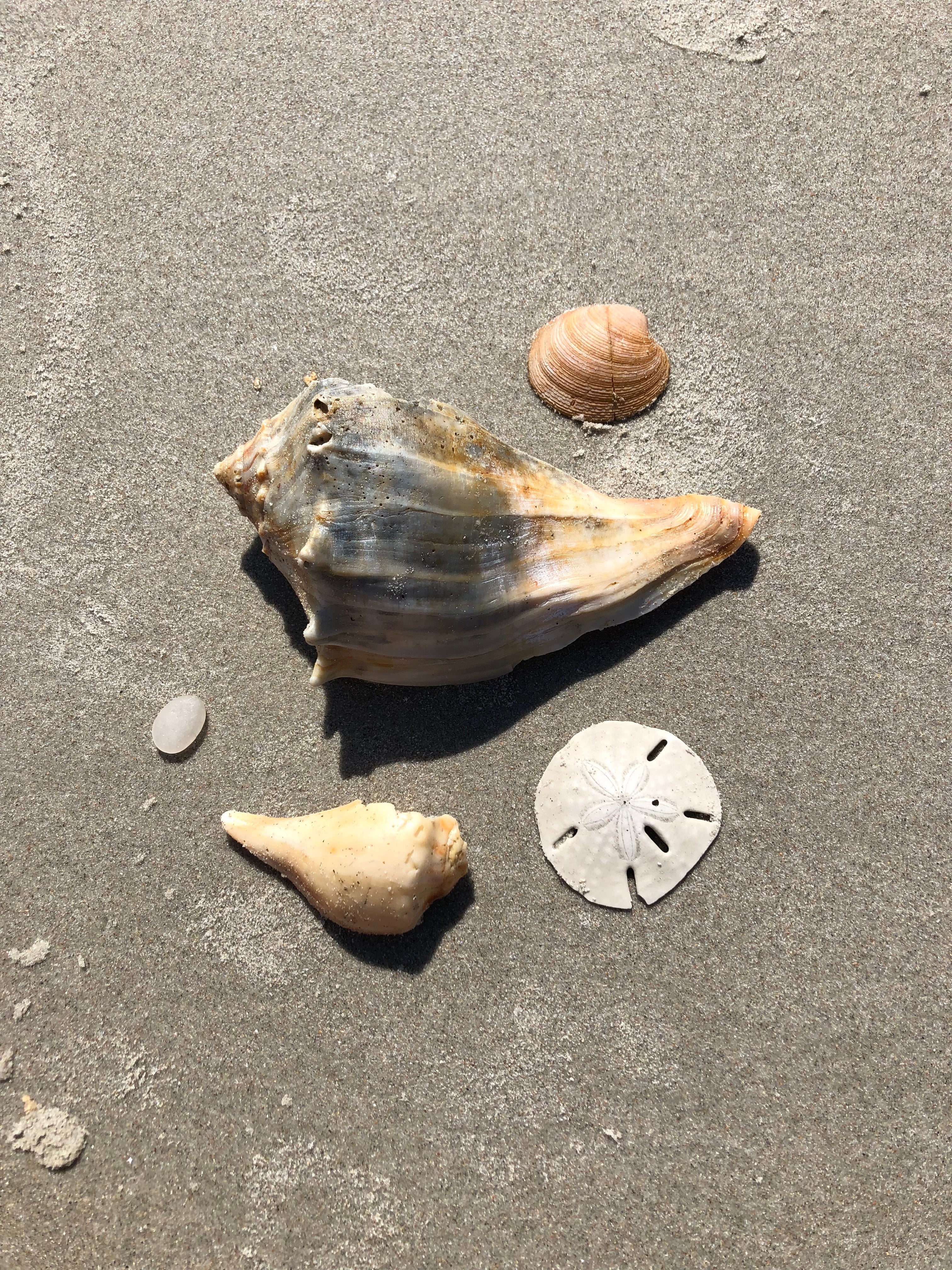 Shells we found on Bear Island