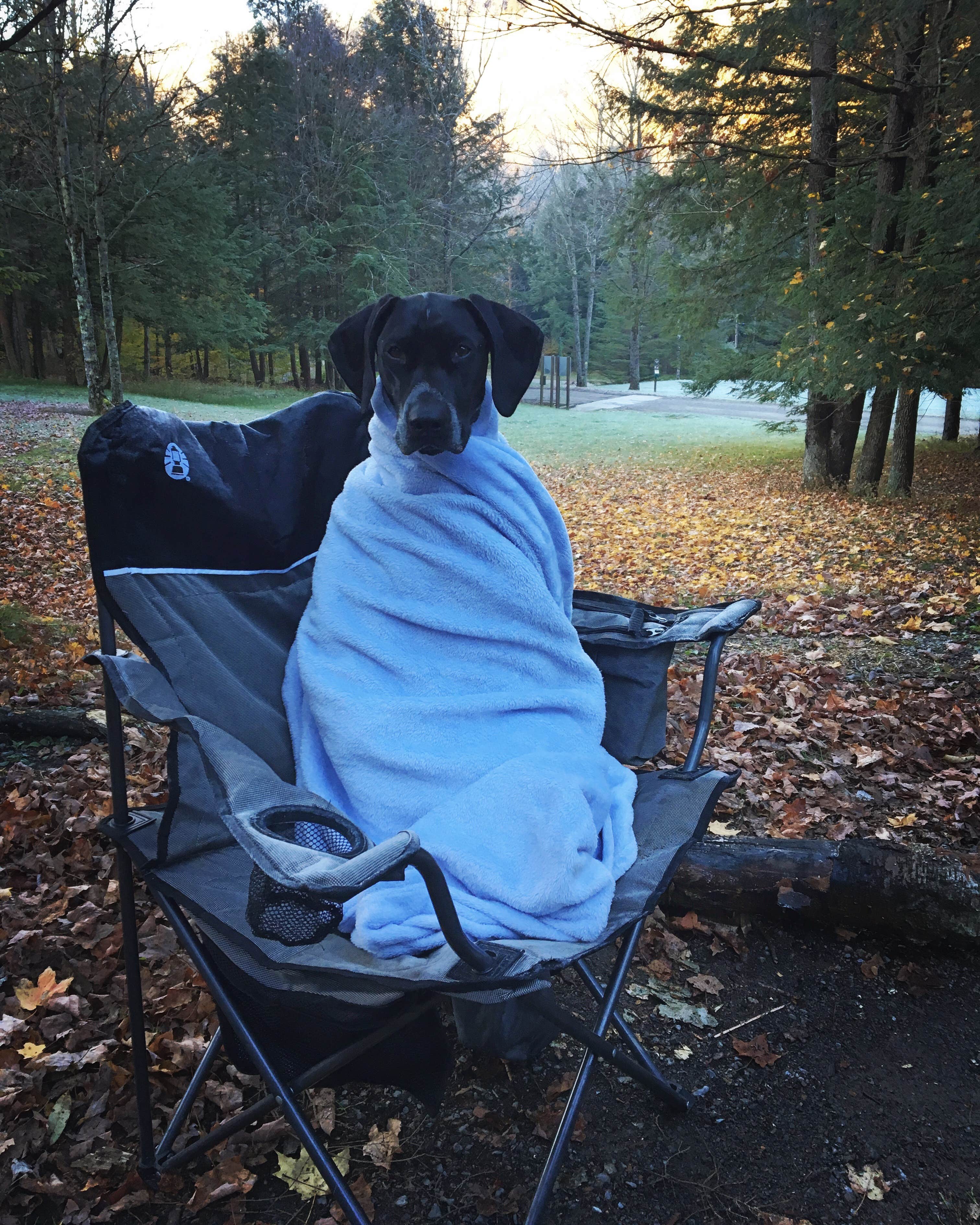 Ashley L.'s photo of camping with pets at Lyman Run State Park Campground near Tioga-Hammond Lakes
