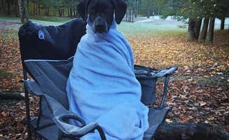 Ashley L.'s photo of camping with pets at Lyman Run State Park Campground near Shinglehouse, PA