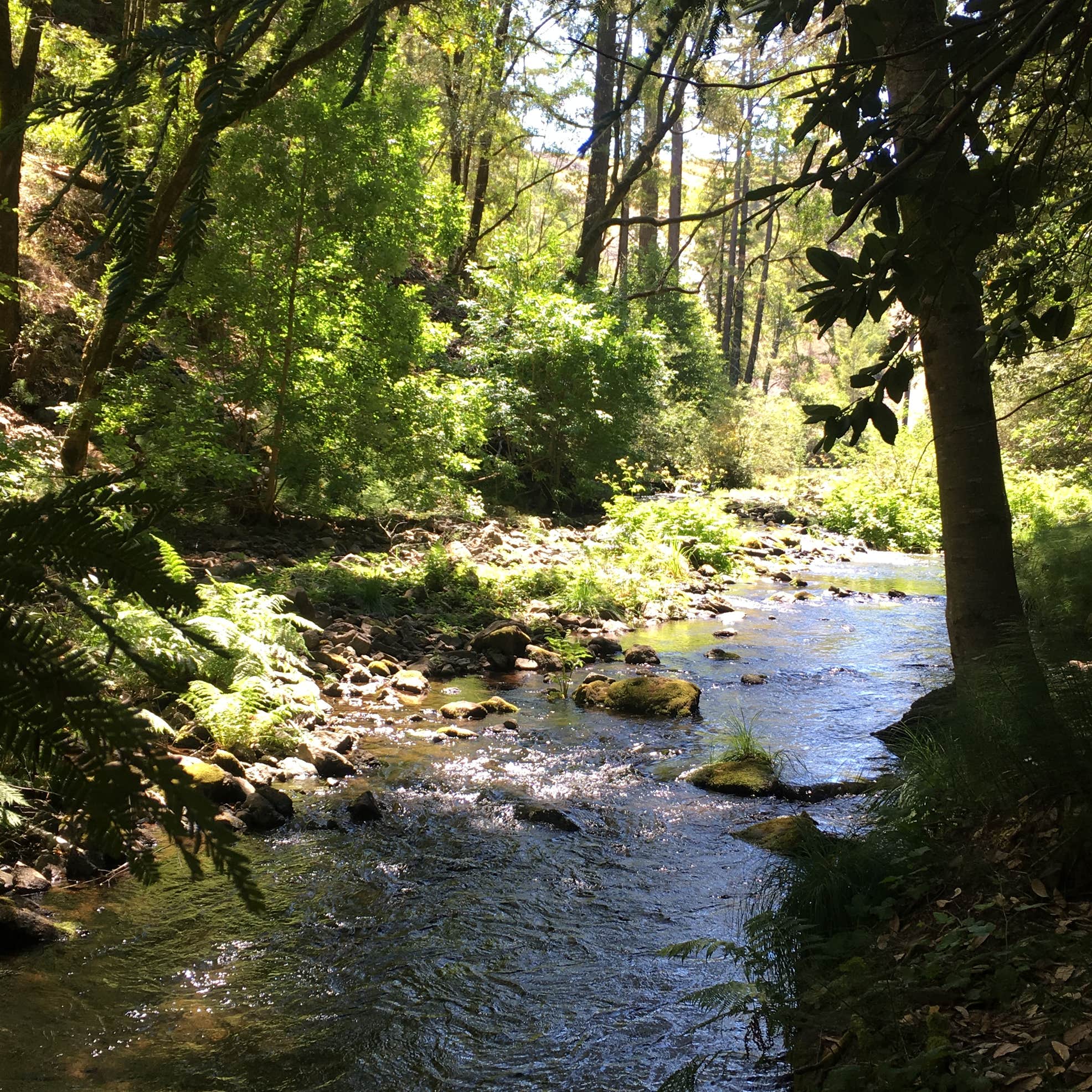 Creek along a hiking trail in Samuel P. Taylor State Park