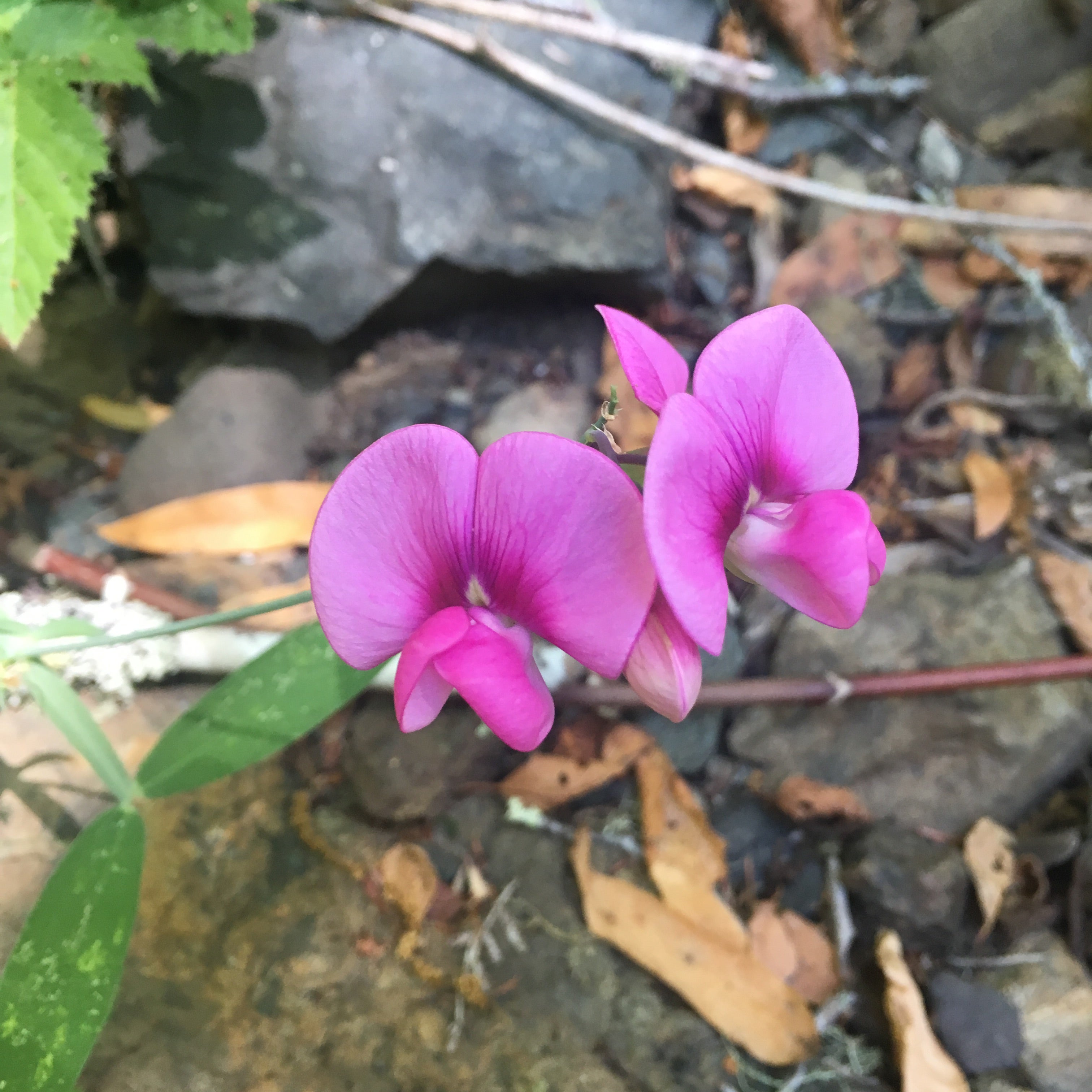 Orchids in the Redwoods