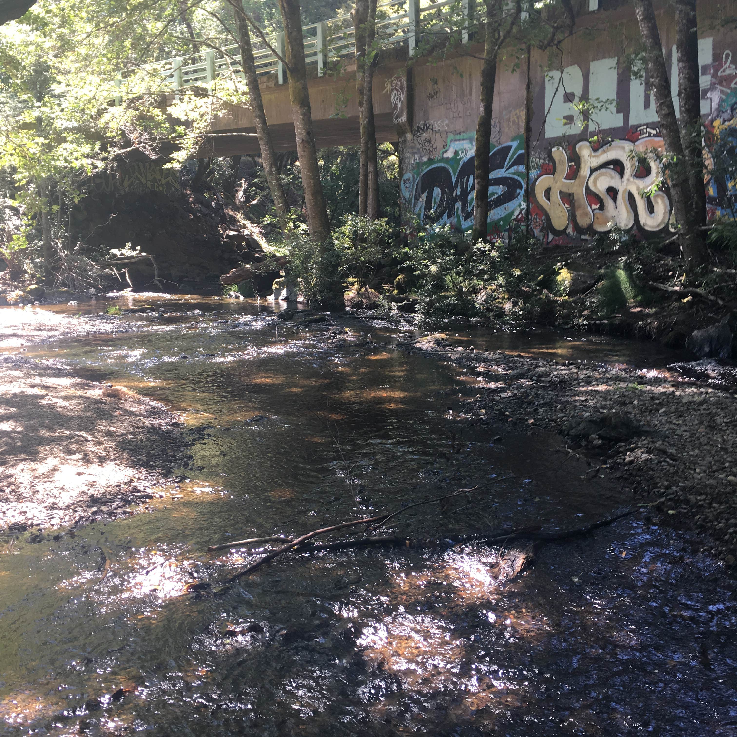Camper-submitted photo at Samuel P. Taylor State Park Campground near Martinez, CA