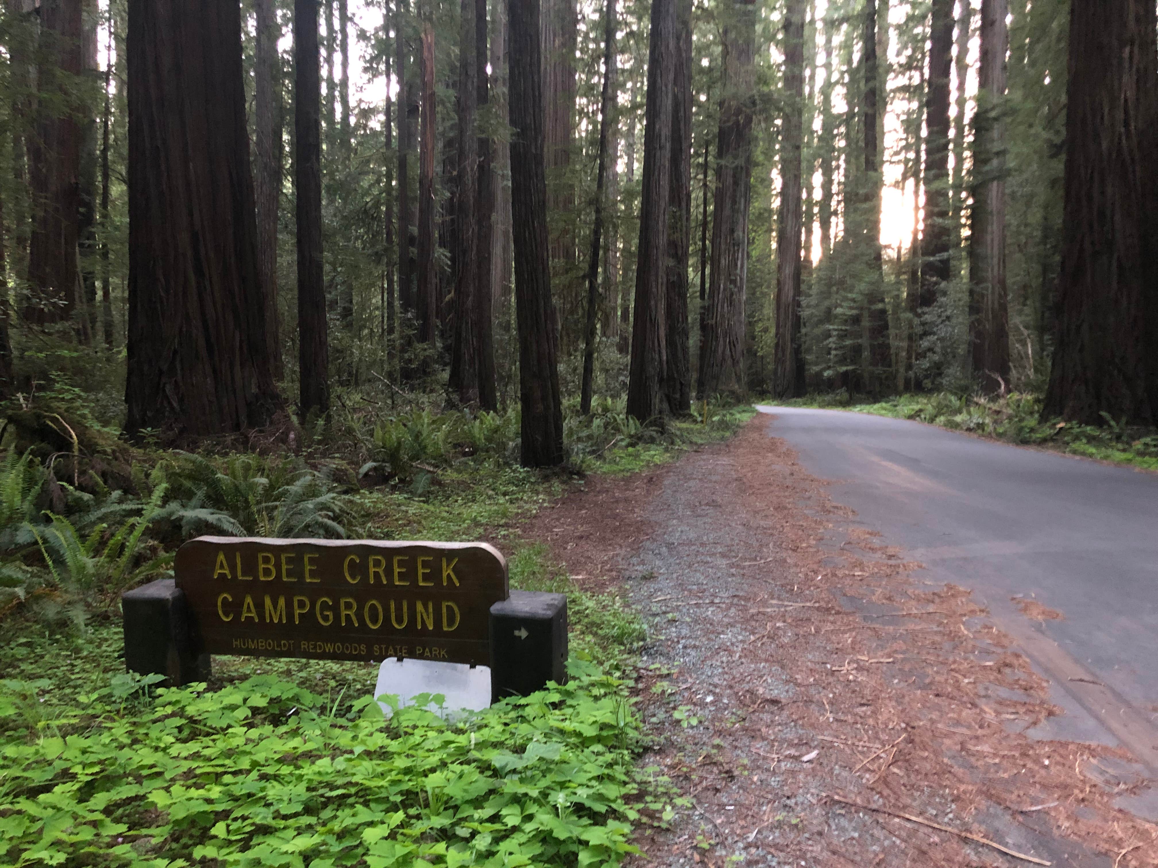 Camper submitted image from Albee Creek Campground — Humboldt Redwoods State Park - 4