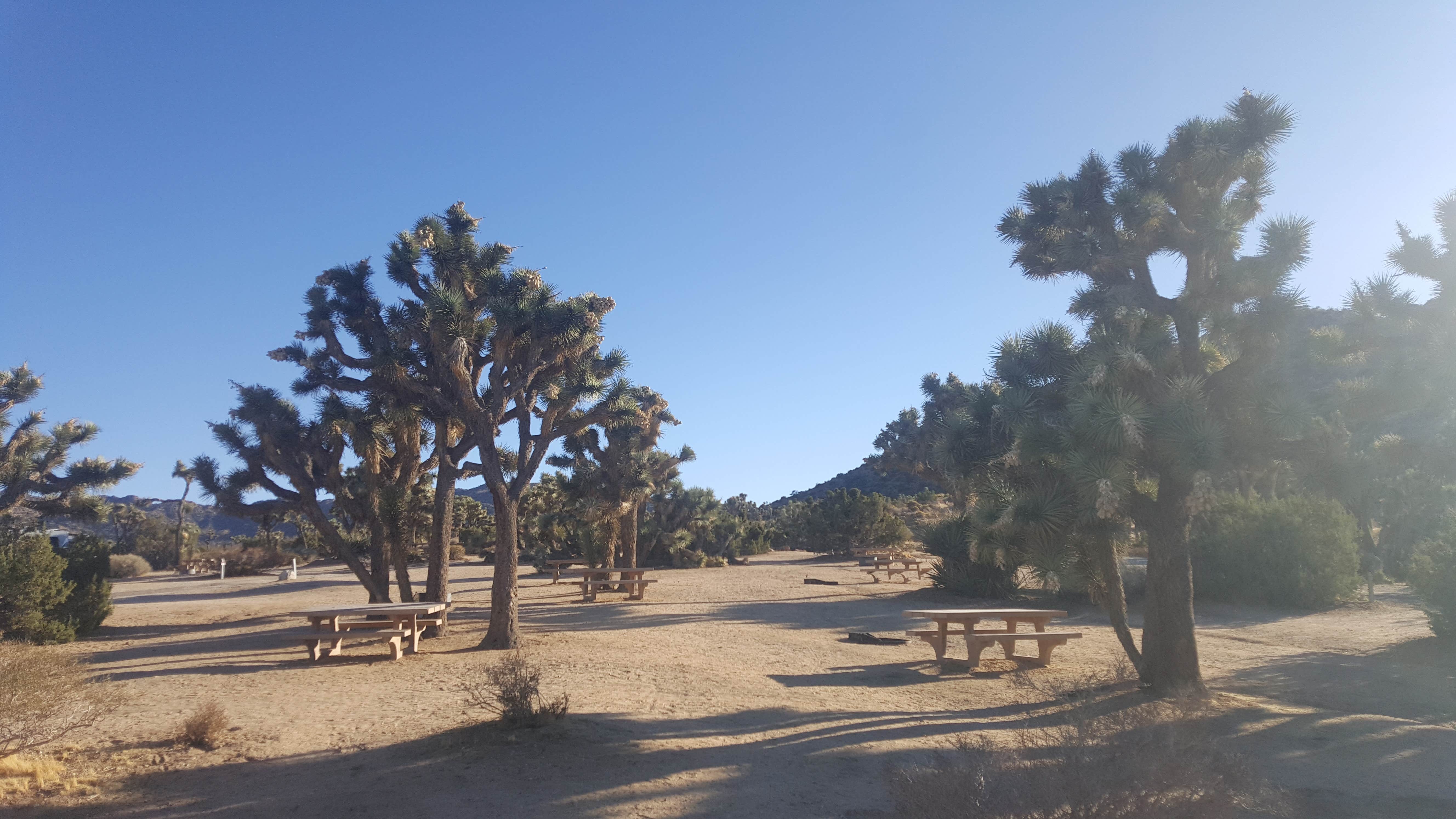Black Rock Campground — Joshua Tree National Park