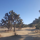 Review photo of Black Rock Campground — Joshua Tree National Park by Berton M., October 21, 2019
