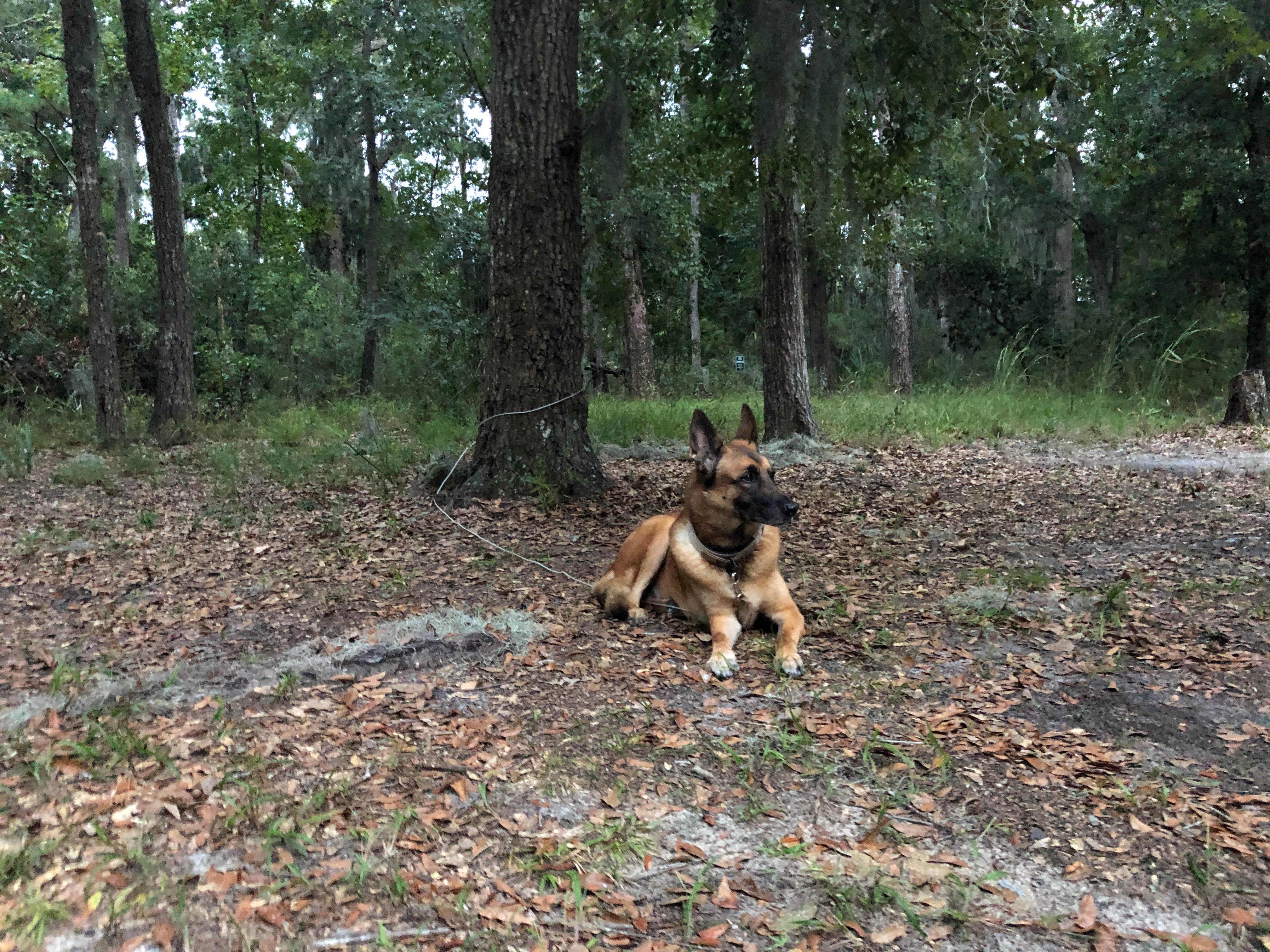 Kevin E.'s photo of camping with pets at Skidaway Island State Park Campground near Okatie, SC