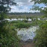 Review photo of Wharton State Forest Mullica Campground by Dania J., October 22, 2019