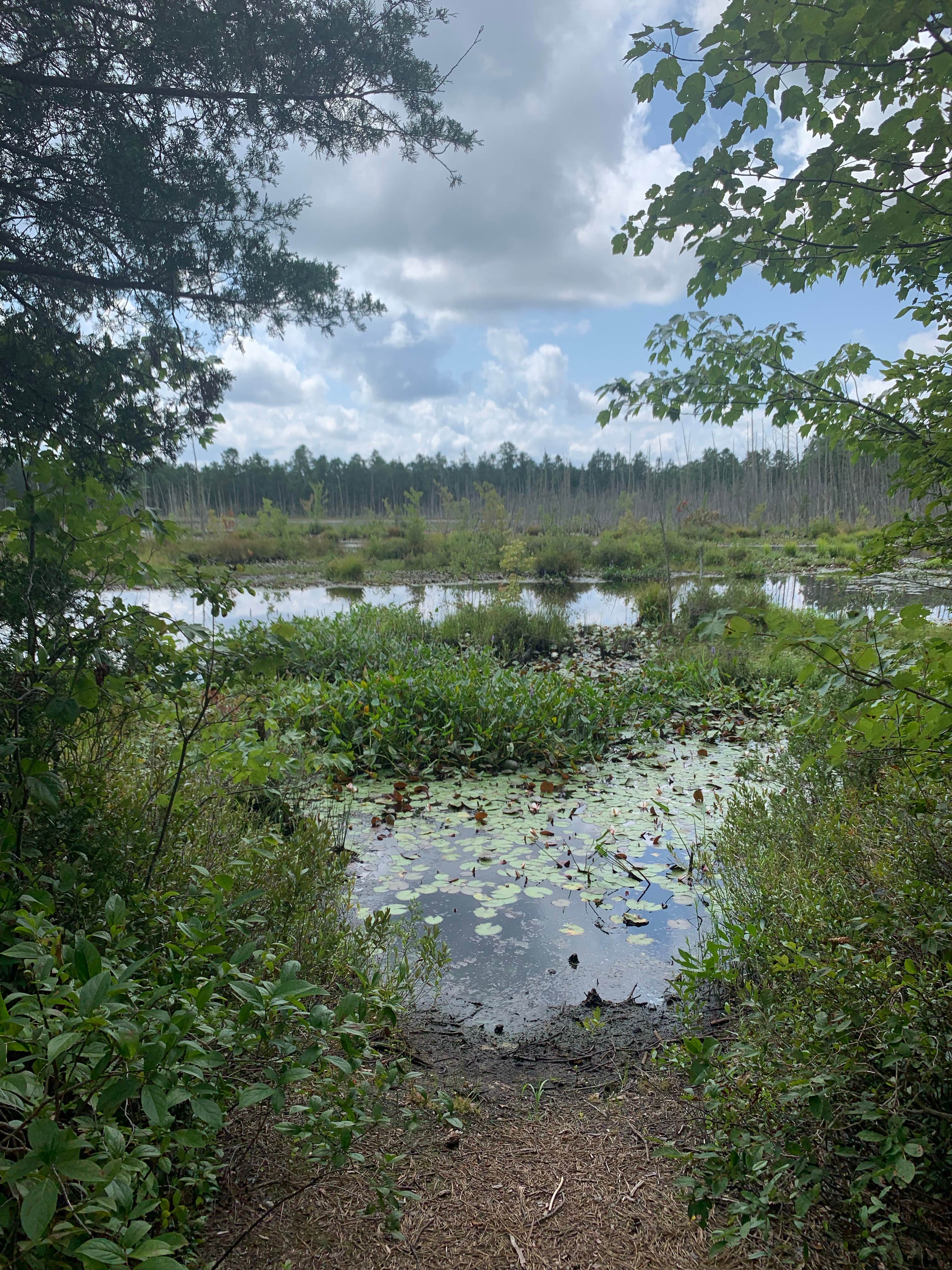 Camper submitted image from Wharton State Forest Mullica Campground - 3