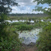 Review photo of Wharton State Forest by Dania J., October 22, 2019