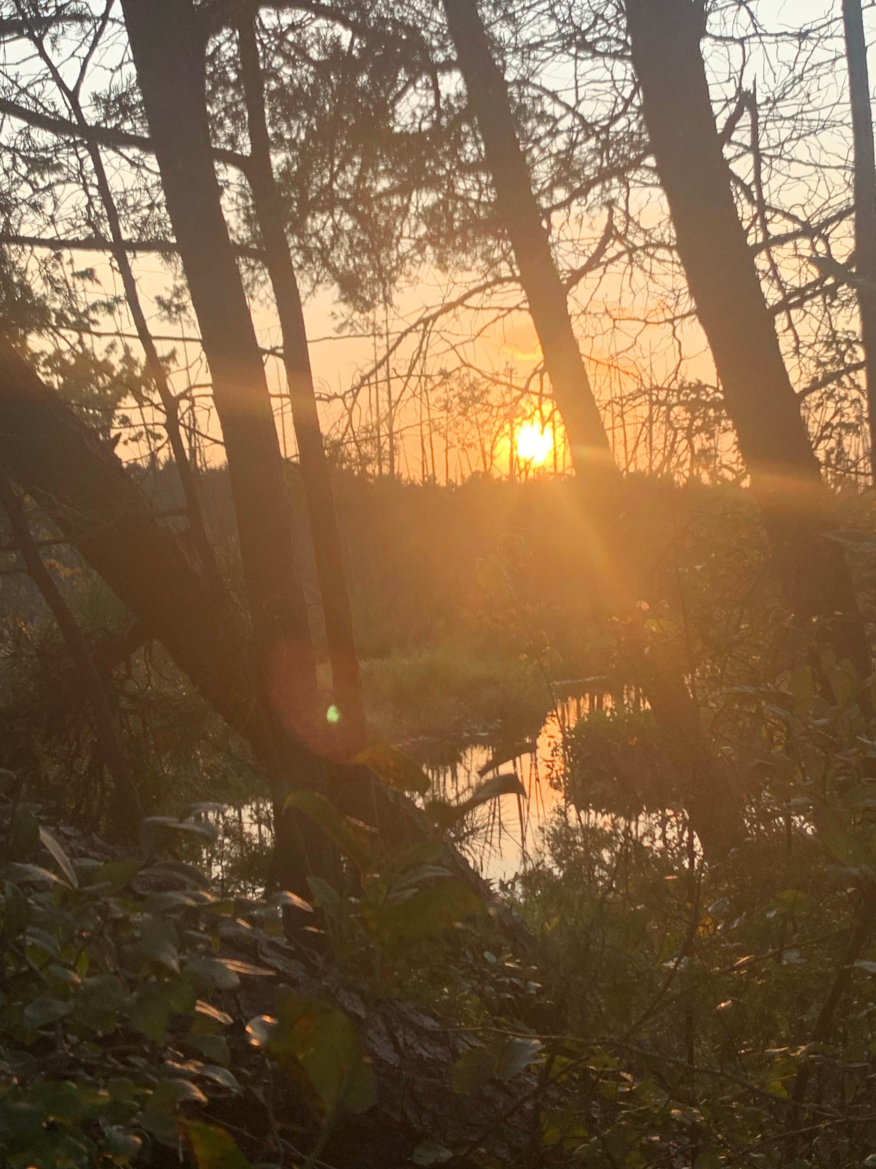 Camper submitted image from Wharton State Forest Mullica Campground - 2