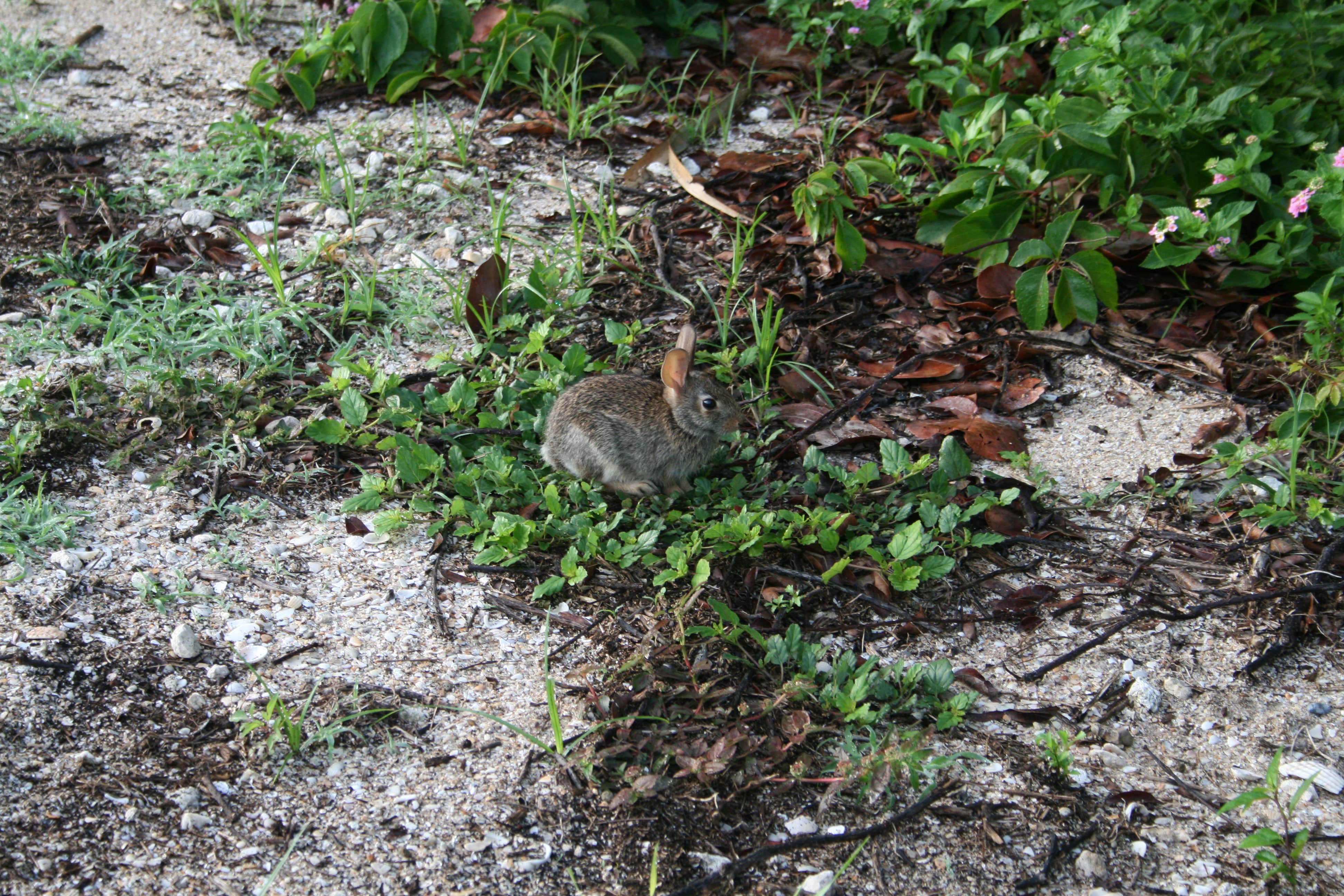 Camper submitted image from Sebastian Inlet State Park Campground - 4