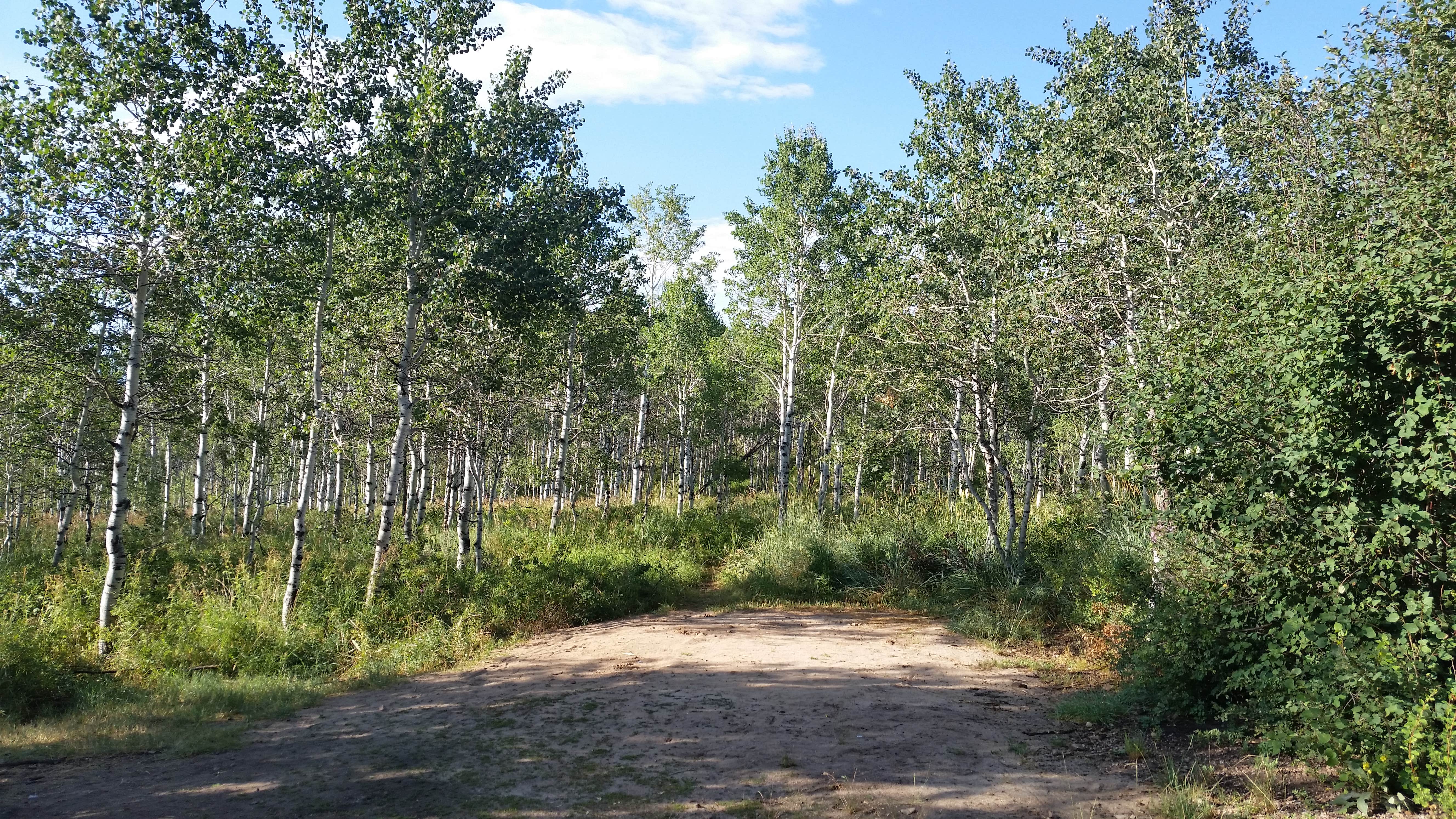 Camper submitted image from Pine Creek - Cottonwood Campground — Wasatch Mountain State Park - 4